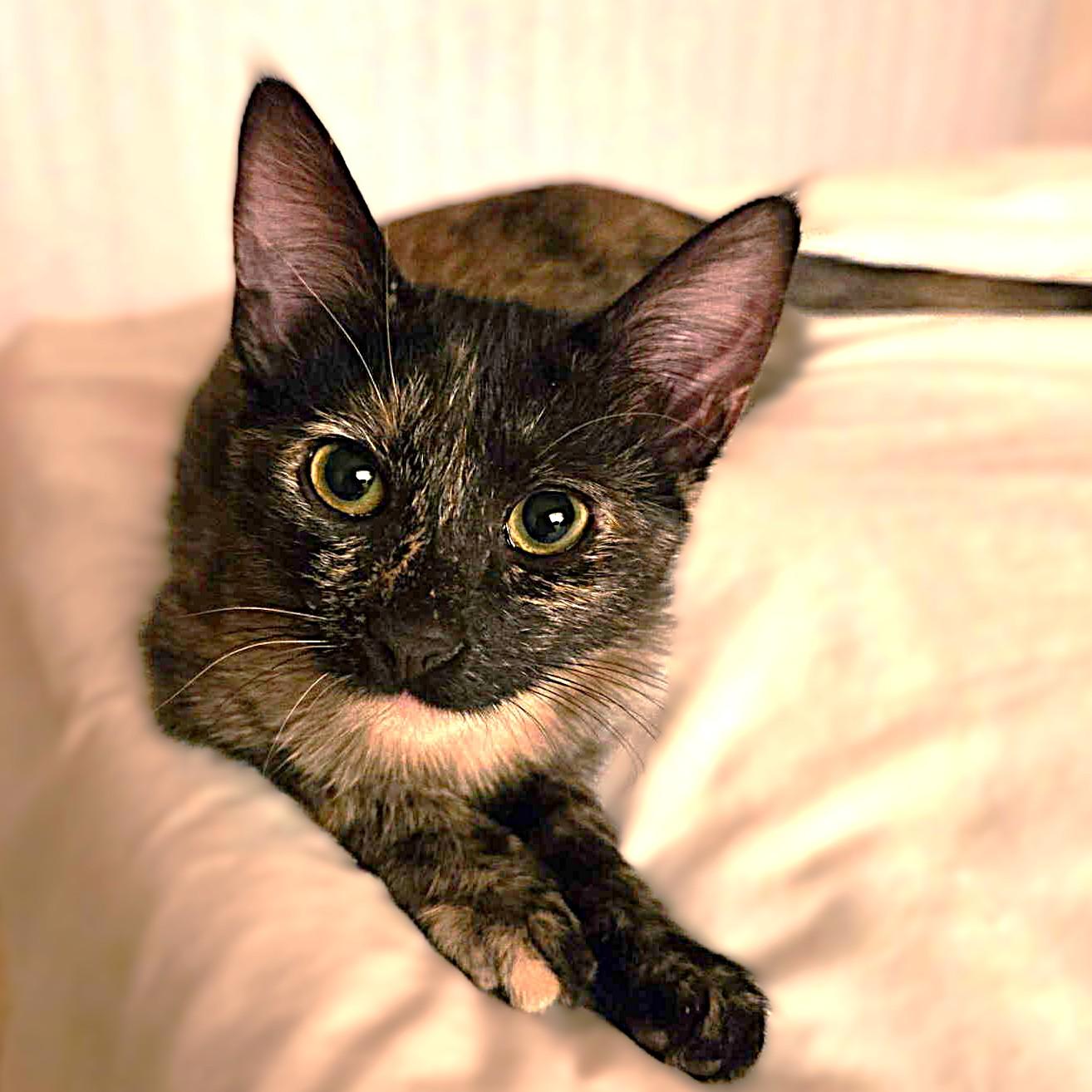 Enlarge Soma (unusual sepia coloring), a Adoptable Tortoiseshell in Allen, TX image 2/6