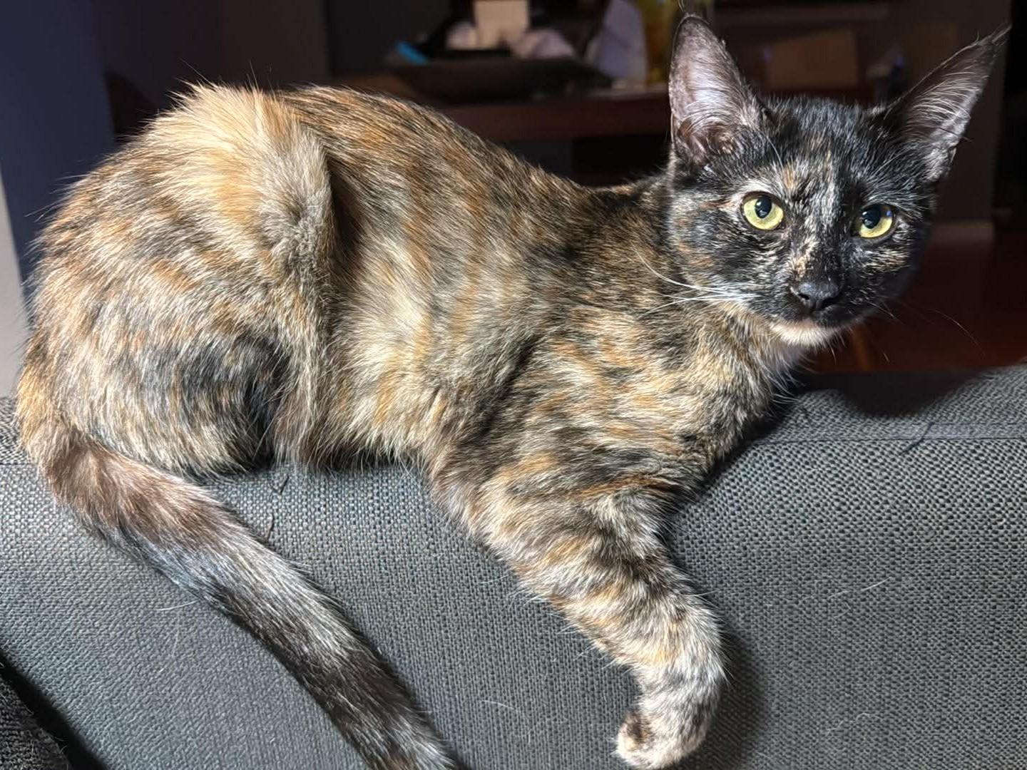 Enlarge Soma (unusual sepia coloring), a Adoptable Tortoiseshell in Allen, TX image 4/6