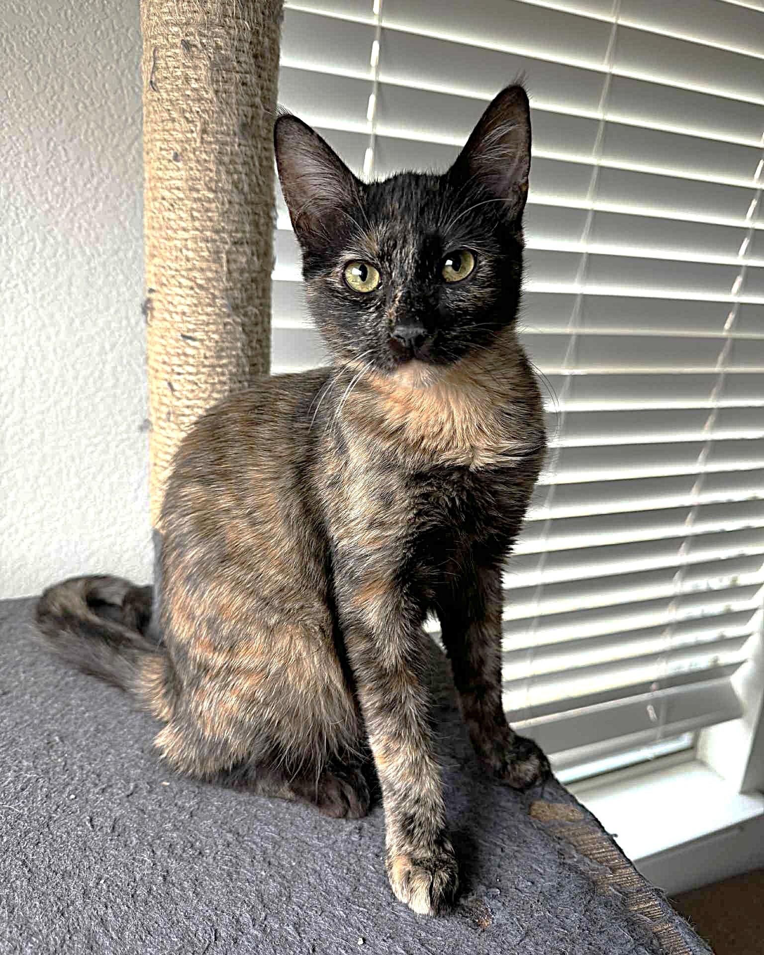 Soma (unusual sepia coloring), Adoptable, Young Female Tortoiseshell.