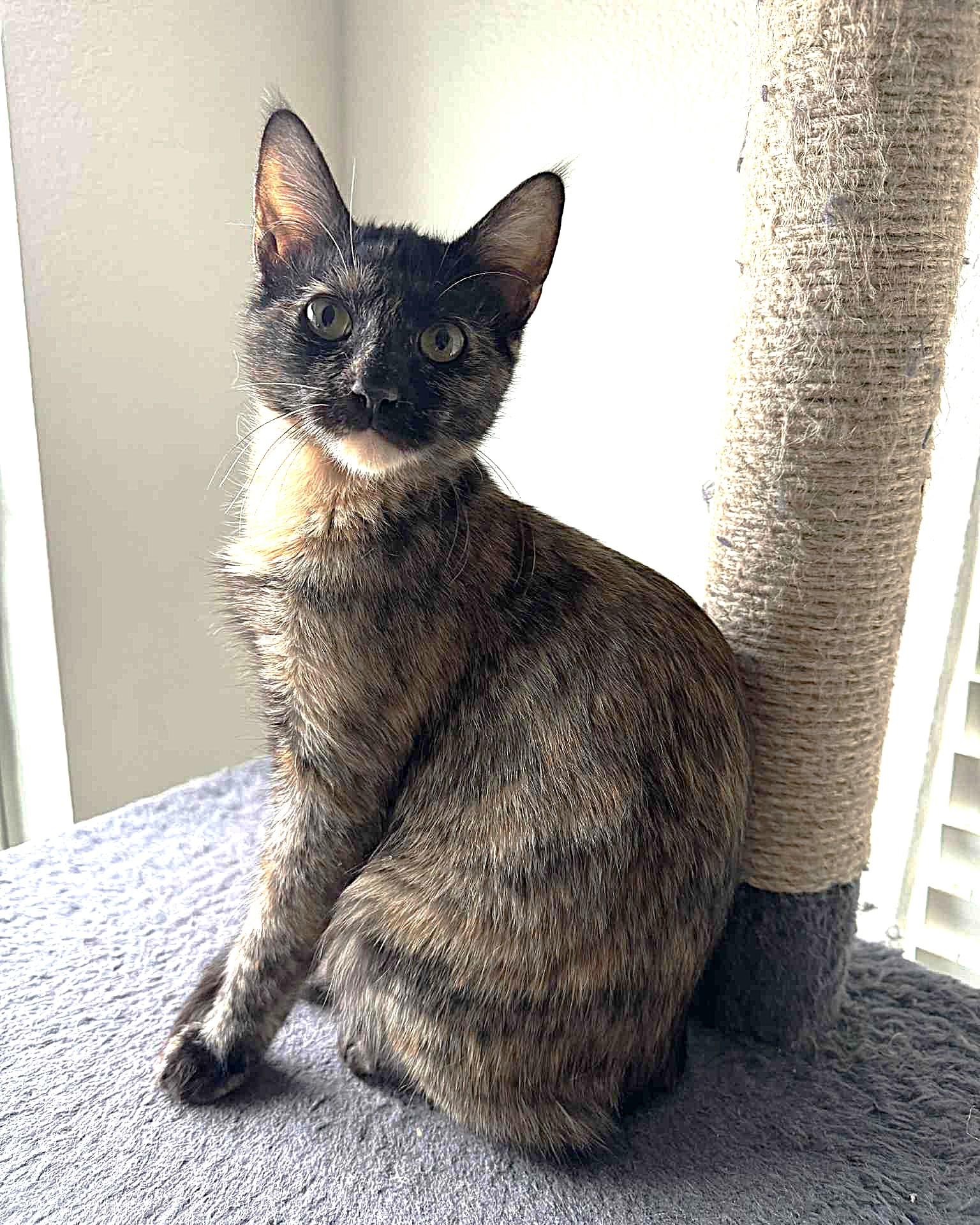 Enlarge Soma (unusual sepia coloring), a Adoptable Tortoiseshell in Allen, TX image 6/6
