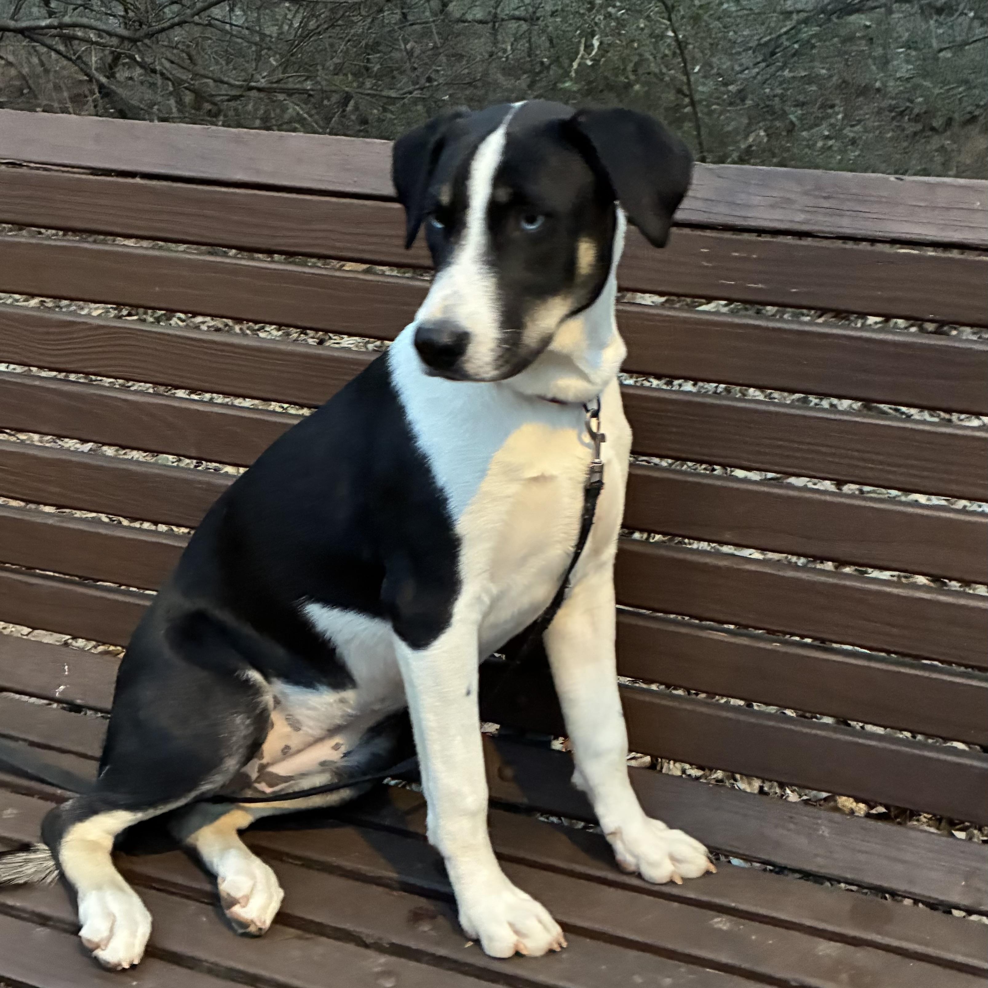 Enlarge Elizabeth, a Adoptable mixed breed in Noble, OK image 4/6