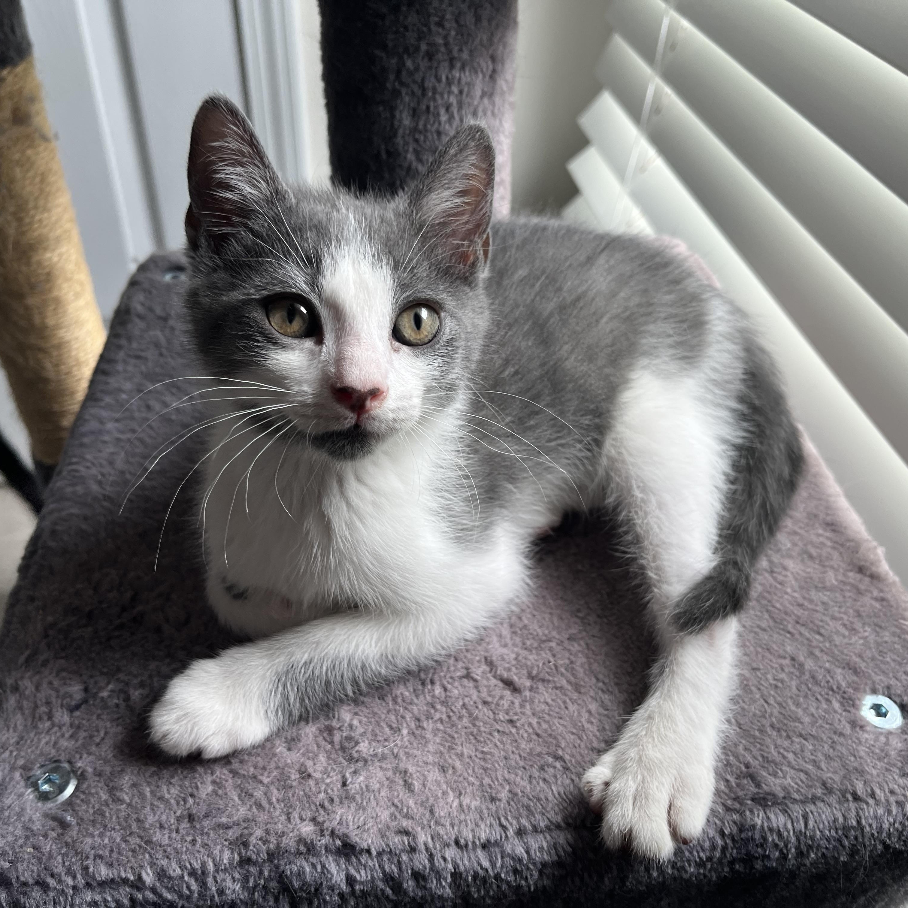 Macchiato, a ADOPTABLE mixed breed in Duluth, GA image 3/6