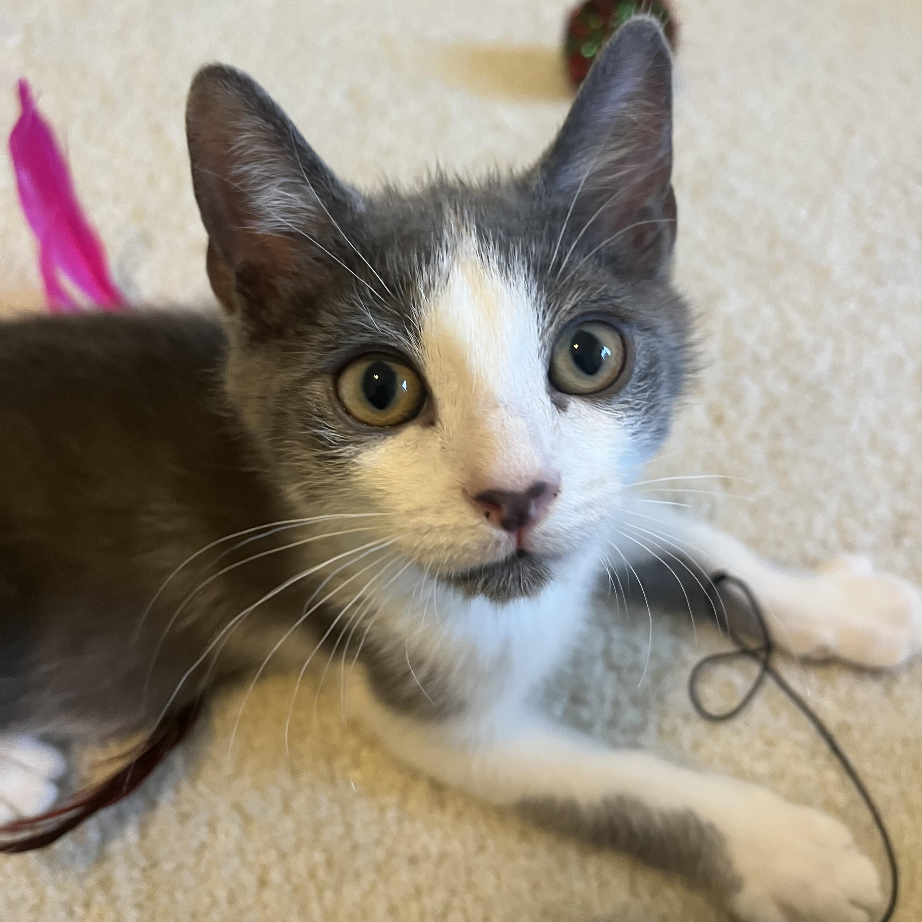 Macchiato, a ADOPTABLE mixed breed in Duluth, GA image 4/6