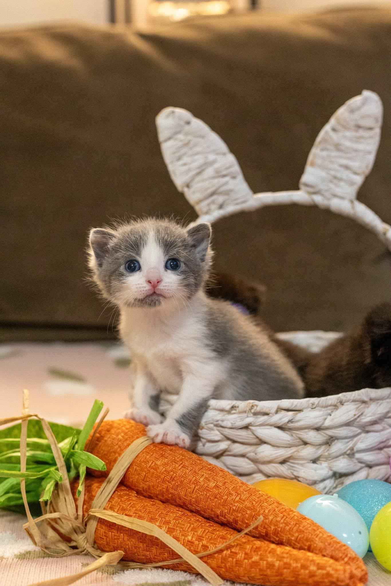 Macchiato, a ADOPTABLE mixed breed in Duluth, GA image 5/6