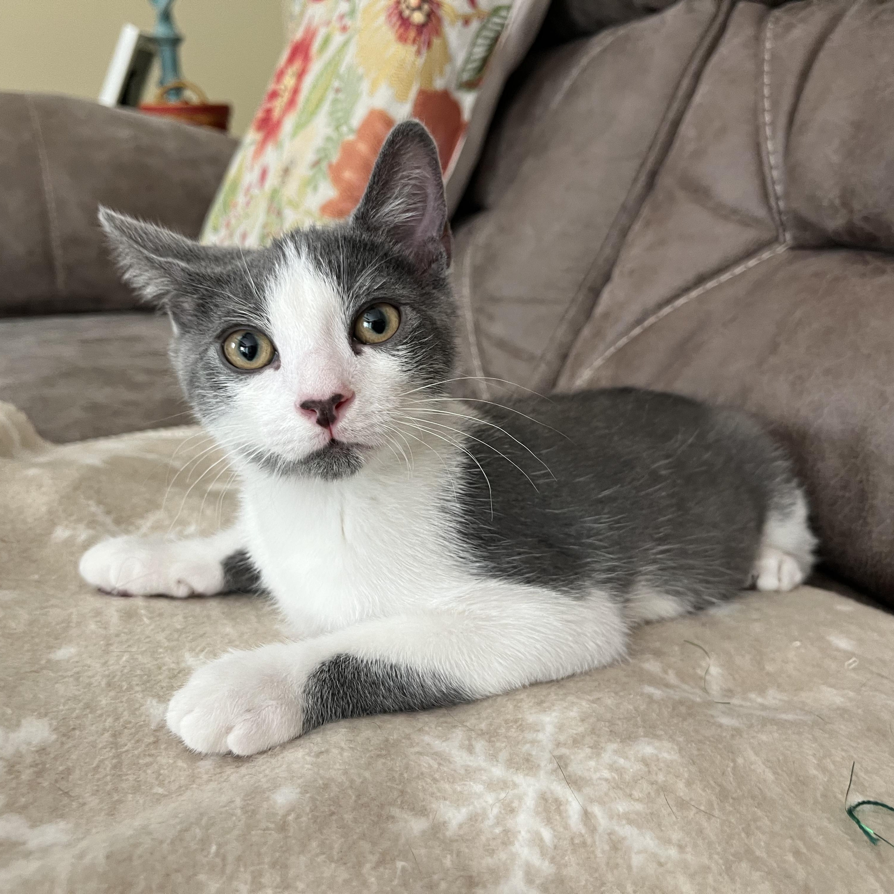 Macchiato, ADOPTABLE, Kitten Male Tuxedo & Domestic Short Hair.