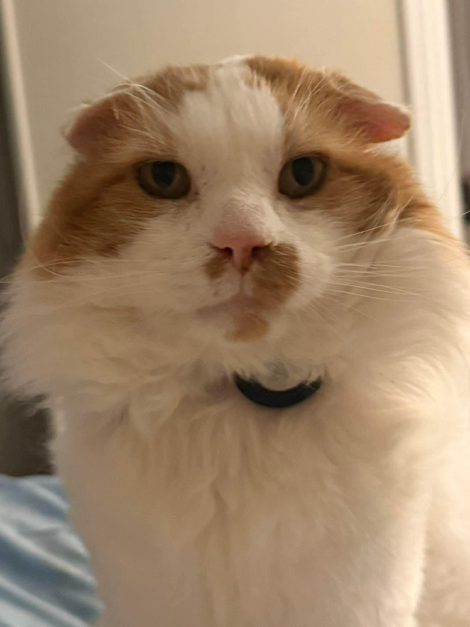Hemingway, a Adopted Domestic Medium Hair in Dublin, OH image 1/3