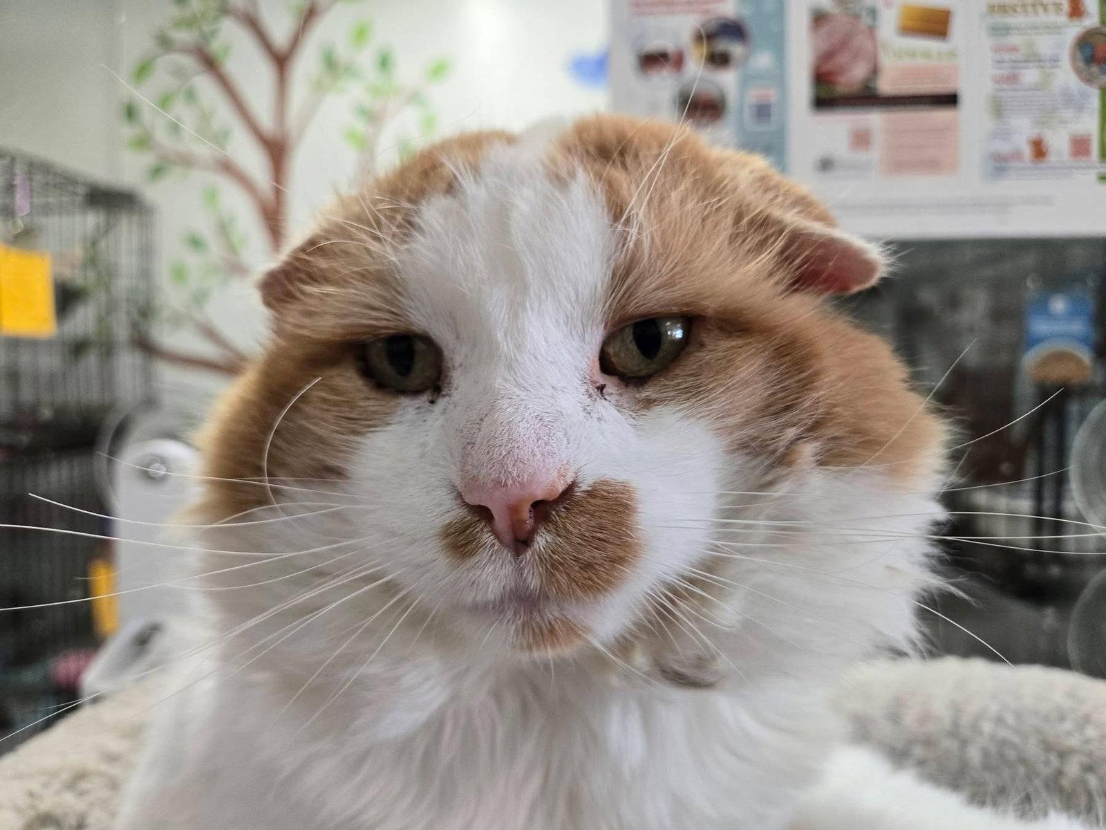 Hemingway, a Adopted Domestic Medium Hair in Dublin, OH image 2/3