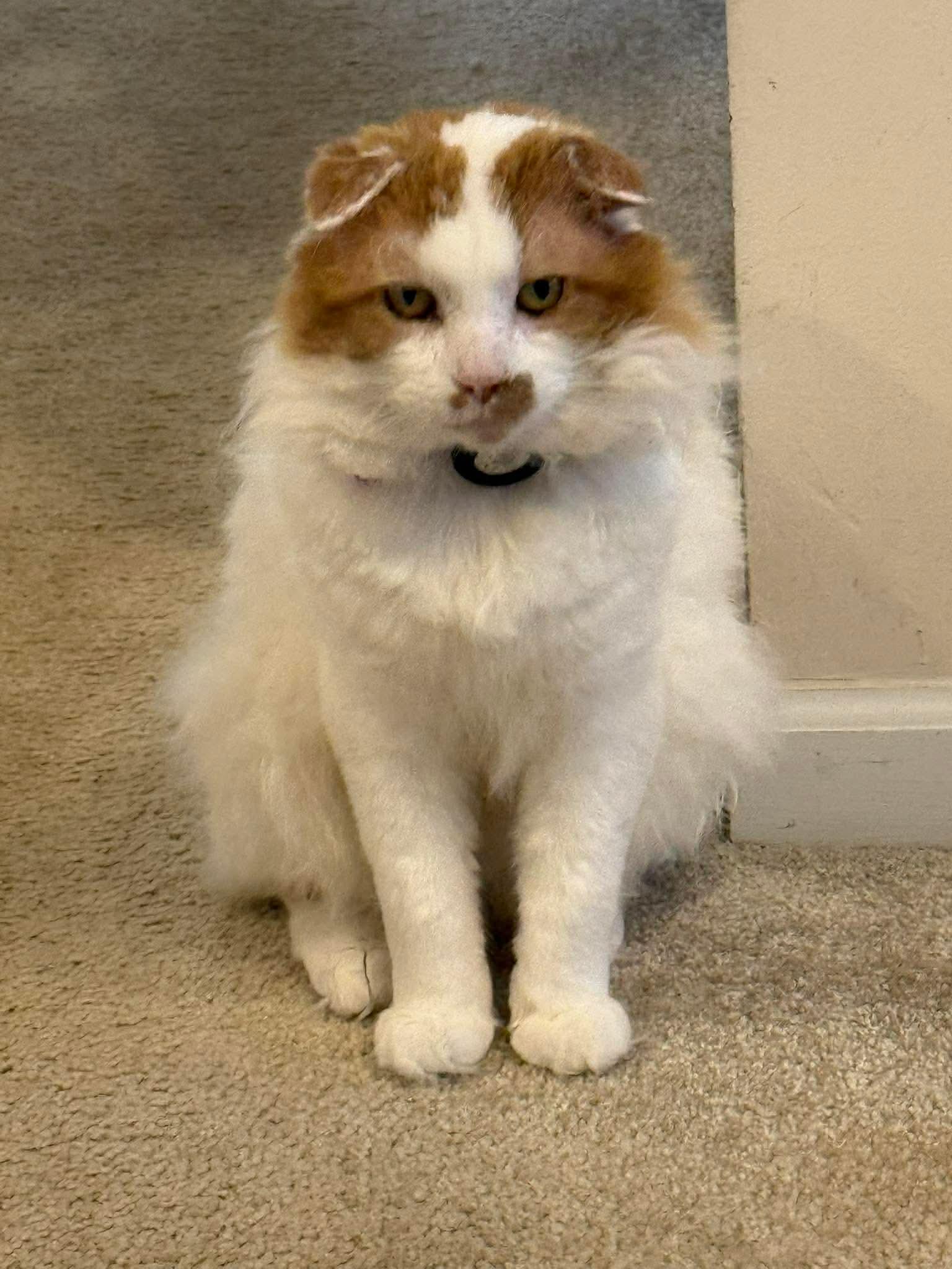 Hemingway, a Adopted Domestic Medium Hair in Dublin, OH image 3/3