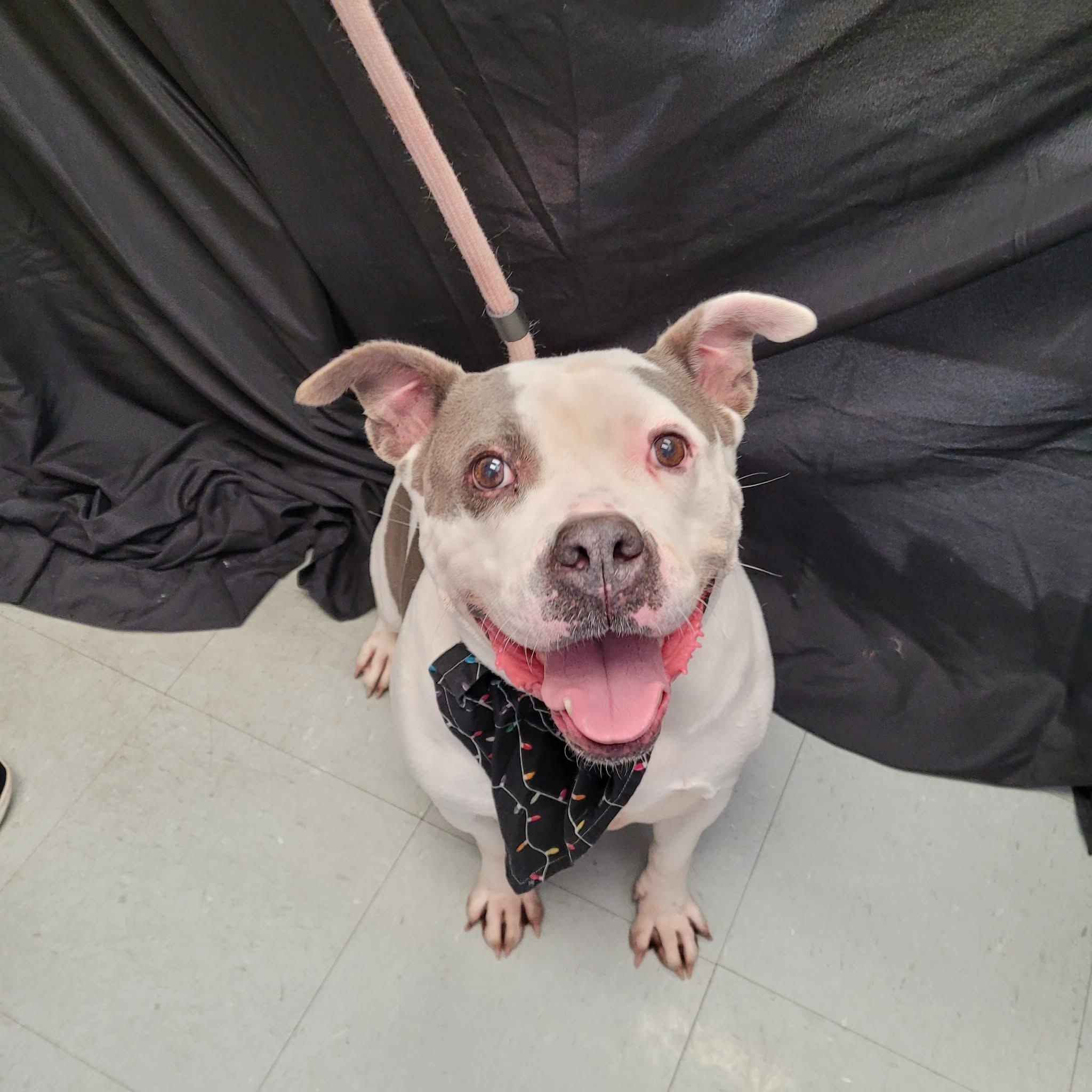 Eve, a ADOPTABLE American Staffordshire Terrier in Middlebury, CT image 2/2