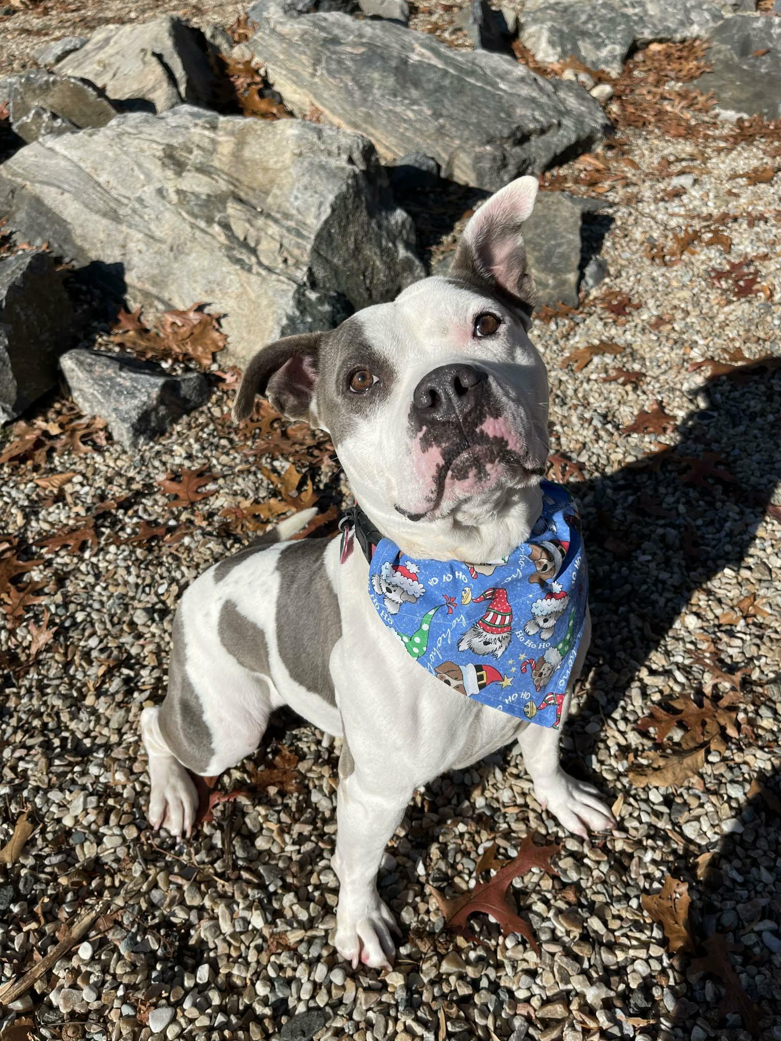 Eve, a ADOPTABLE American Staffordshire Terrier in Middlebury, CT image 1/2