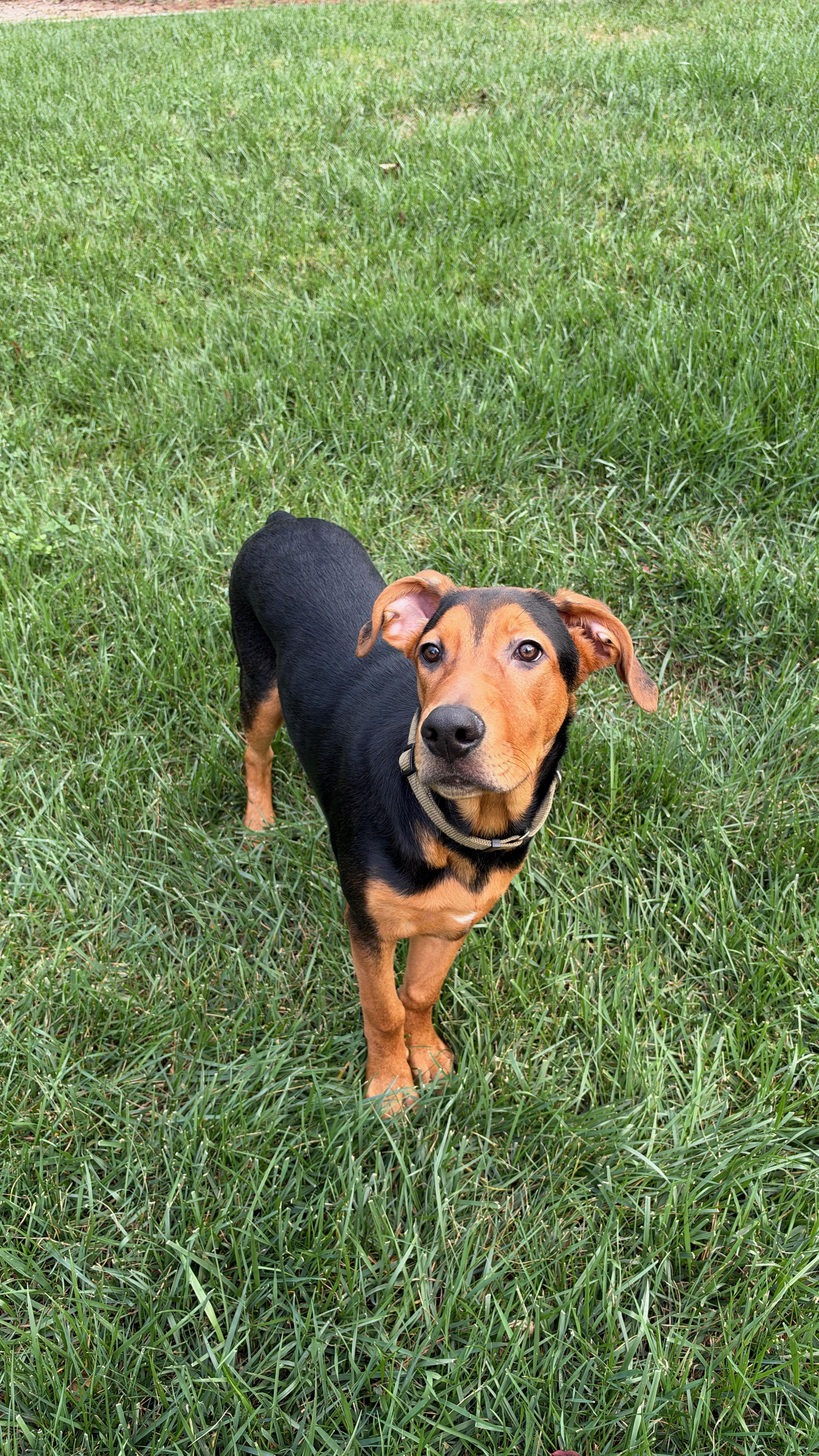 Enlarge Jake, a Adoptable mixed breed in Roswell, GA image 4/4