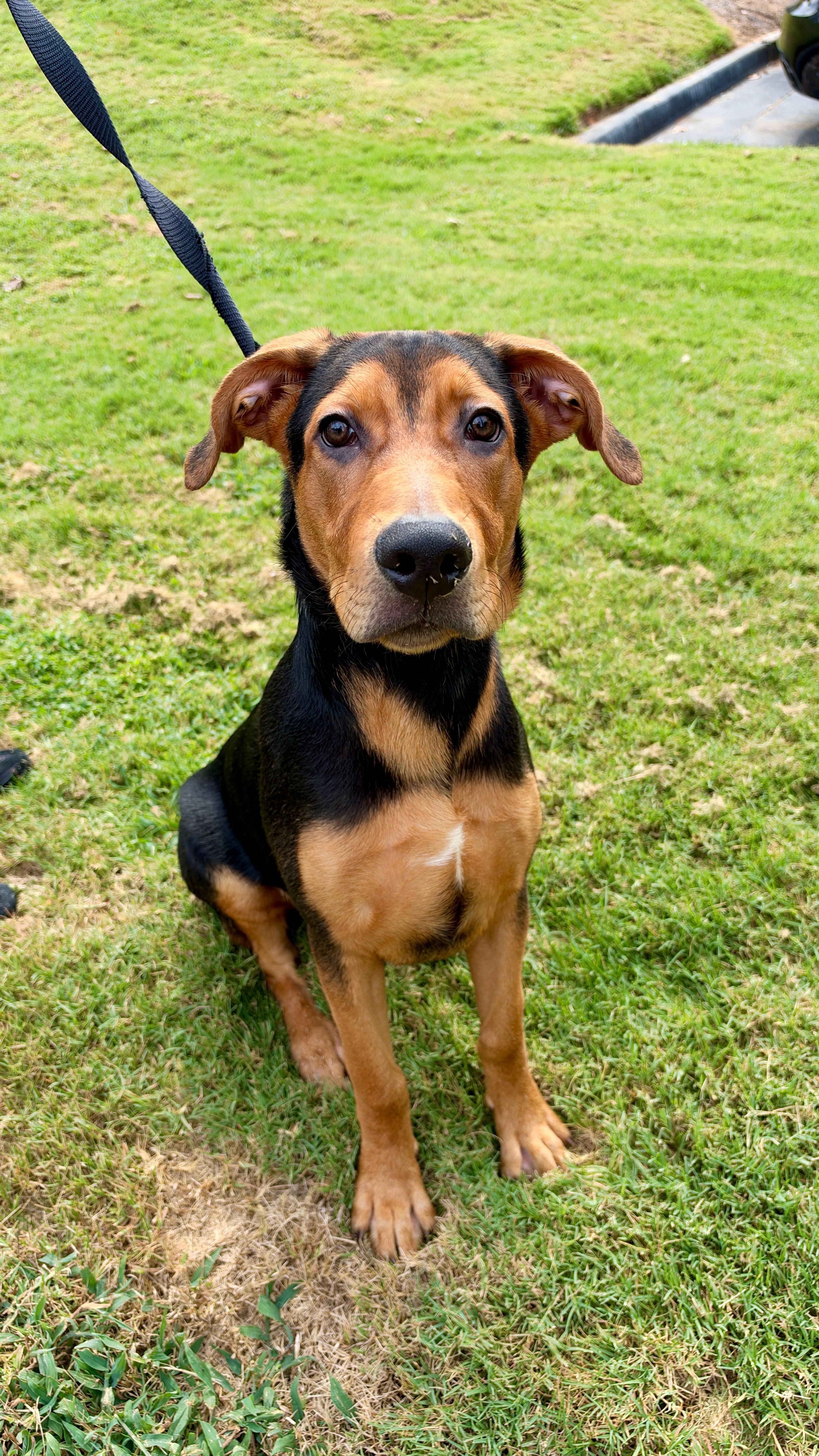 Enlarge Jake, a Adoptable mixed breed in Roswell, GA image 1/4