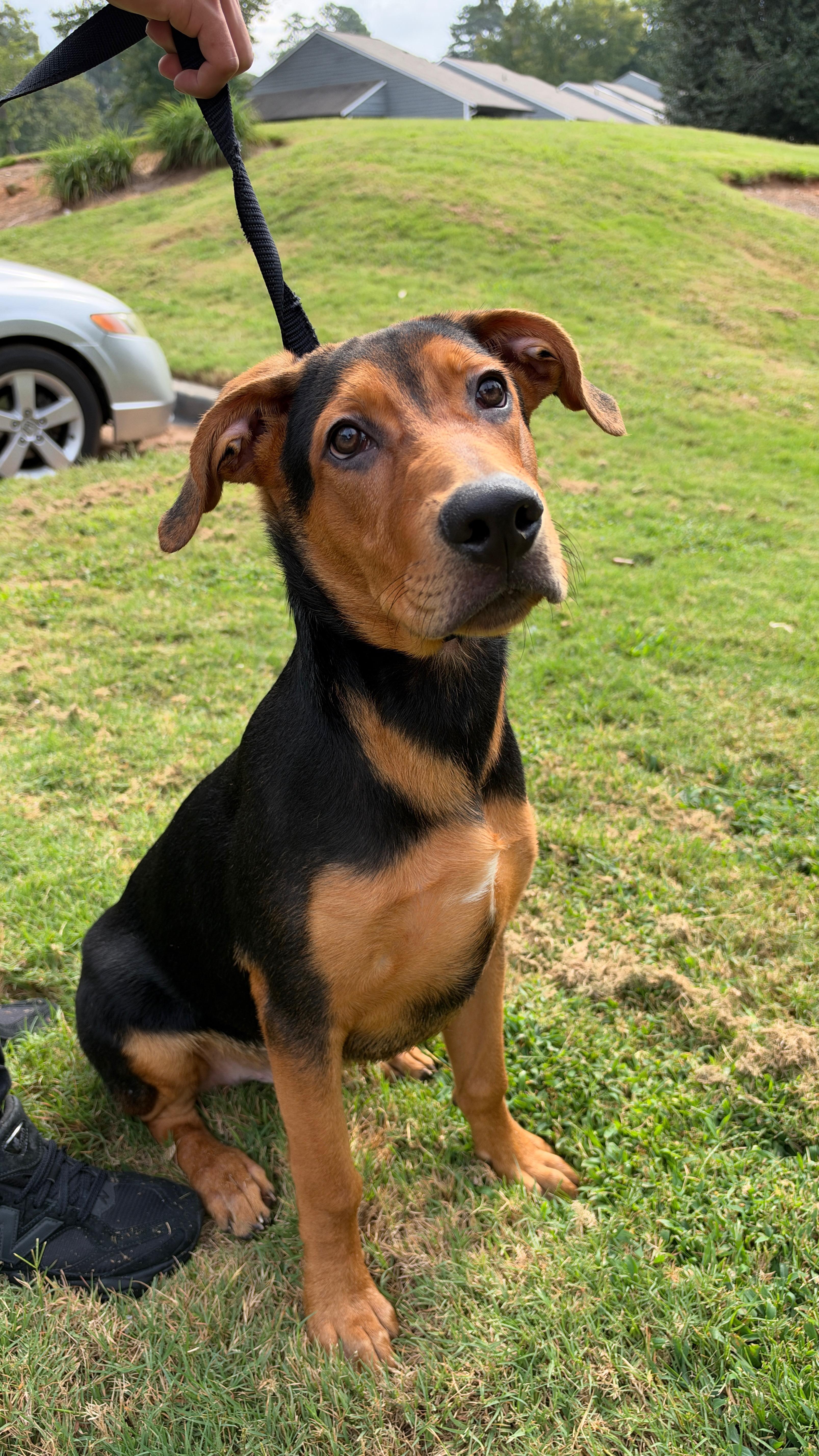 Enlarge Jake, a Adoptable mixed breed in Roswell, GA image 2/4