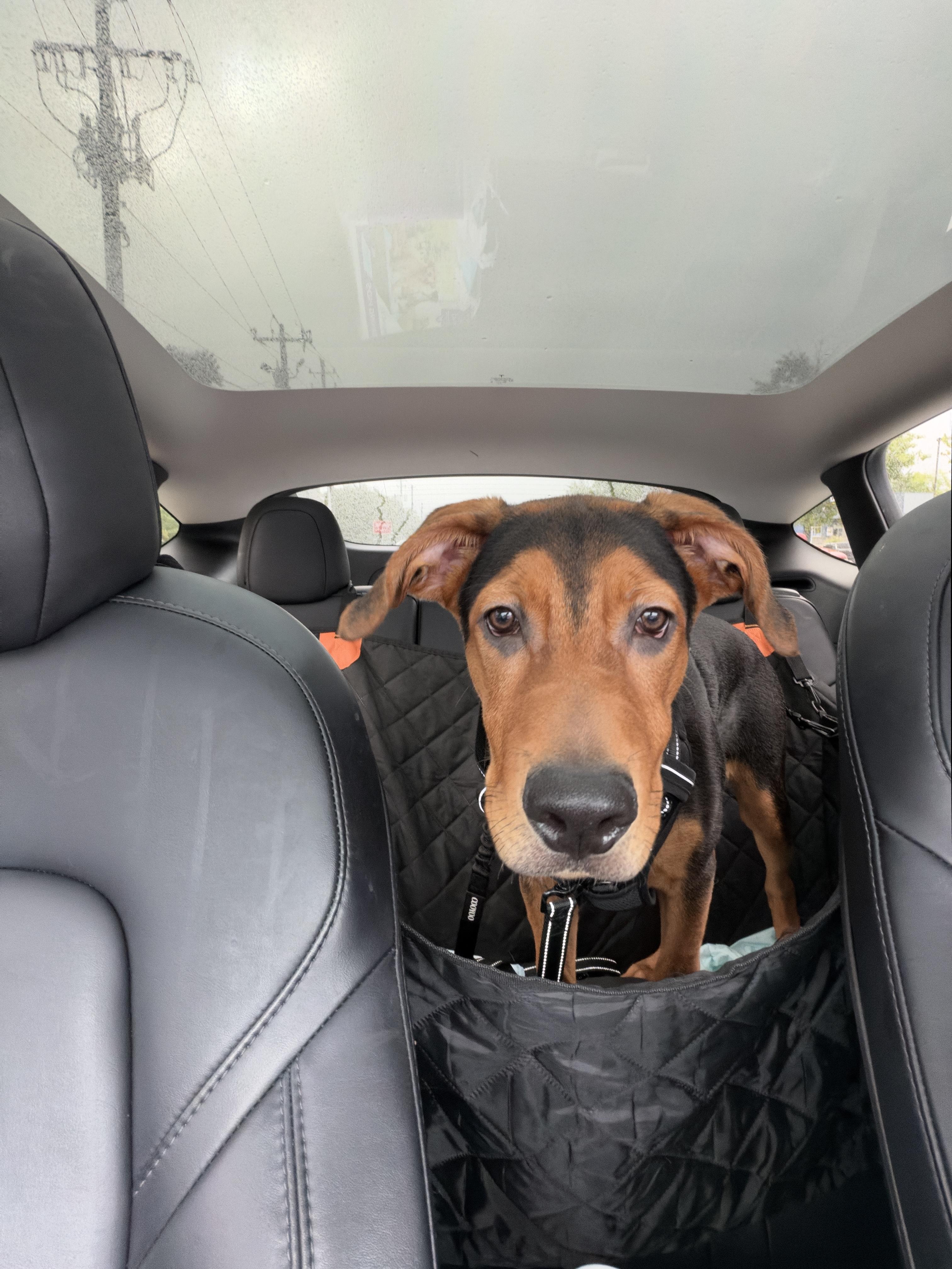 Enlarge Jake, a Adoptable mixed breed in Roswell, GA image 3/4