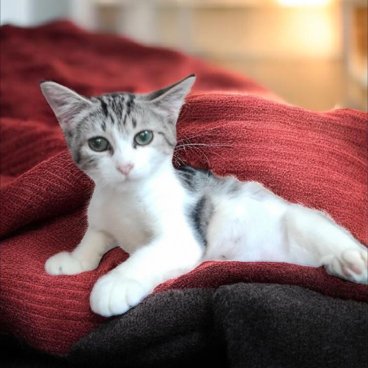 Enlarge Maci, an adopted mixed breed in Lakeland, FL image 2/2