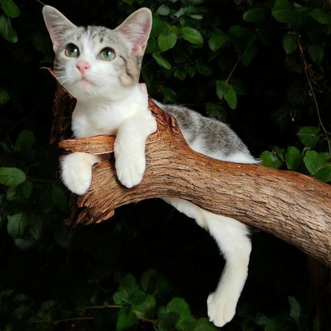 Maci, adopted, Young Female Domestic Short Hair.