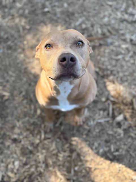 Enlarge Sadie, a Adoptable mixed breed in Houston, TX image 3/6