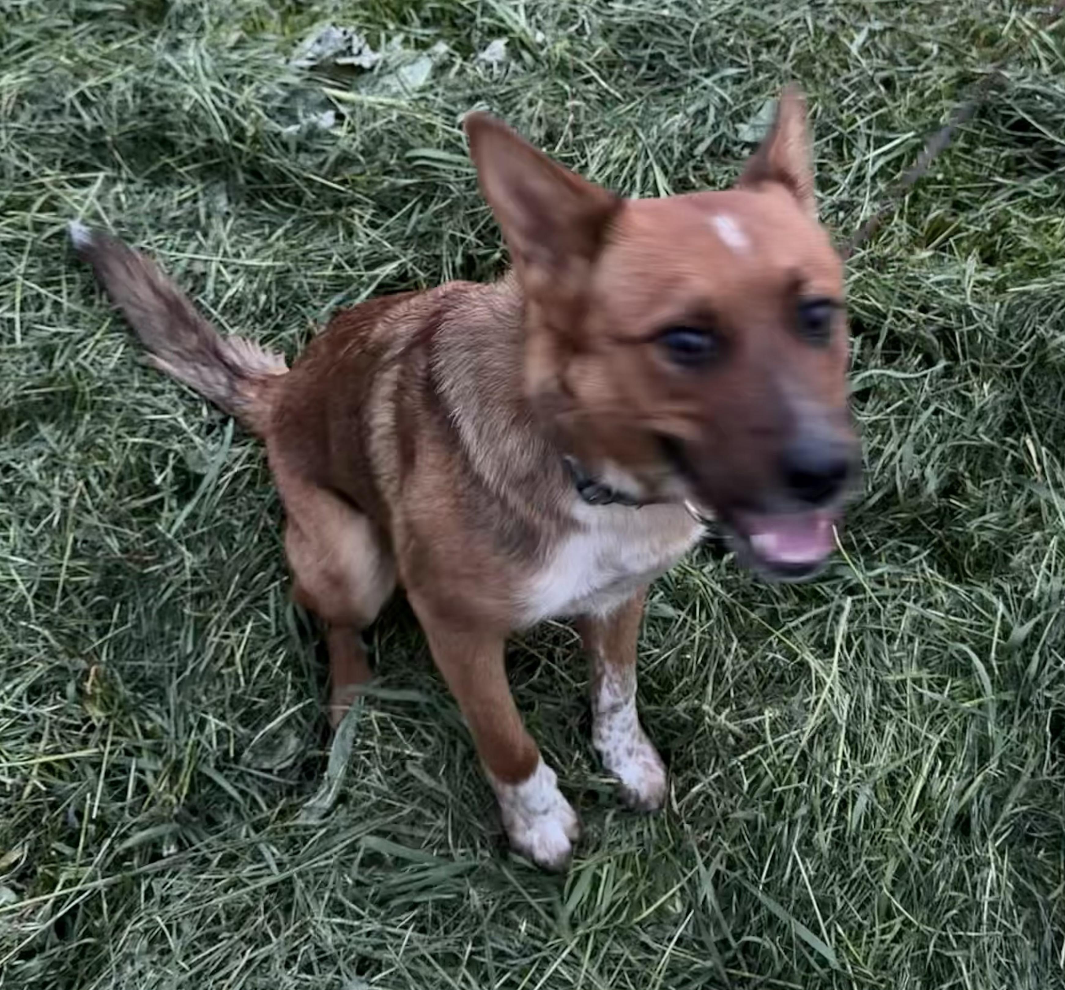 Teddy , ADOPTABLE, Young Male Cattle Dog.