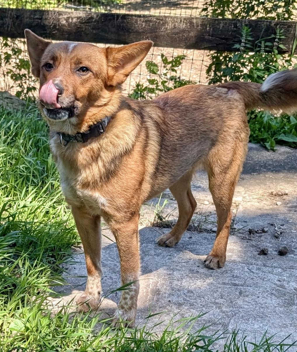 Enlarge Teddy , a ADOPTABLE mixed breed in Barrington Hills, IL image 1/4
