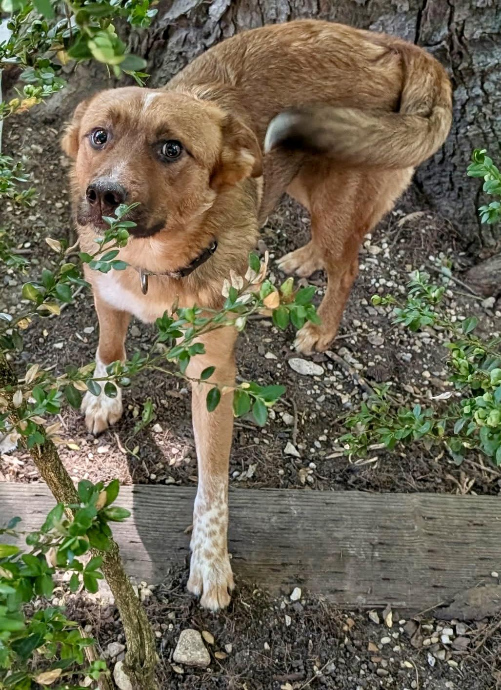 Enlarge Teddy , a ADOPTABLE mixed breed in Barrington Hills, IL image 2/4