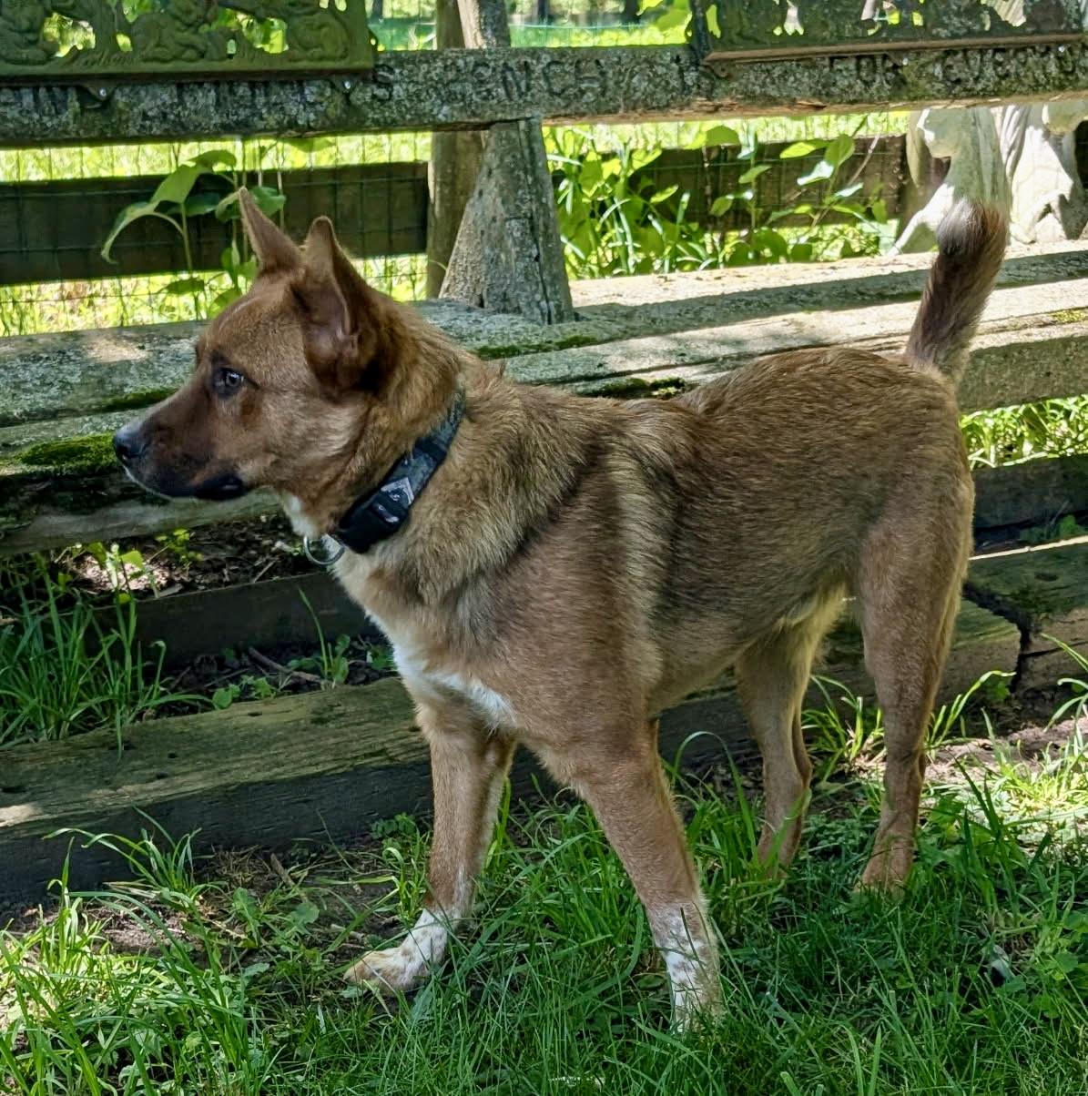 Enlarge Teddy , a ADOPTABLE mixed breed in Barrington Hills, IL image 4/4