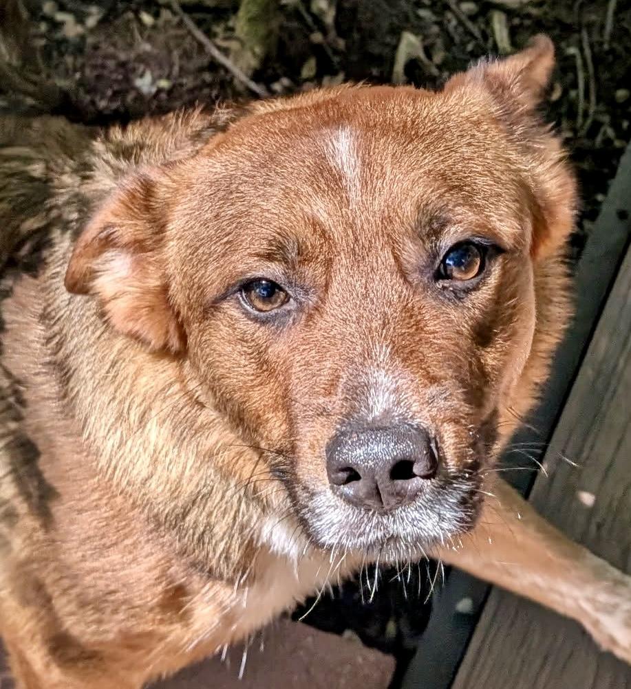 Enlarge Teddy , a ADOPTABLE mixed breed in Barrington Hills, IL image 3/4