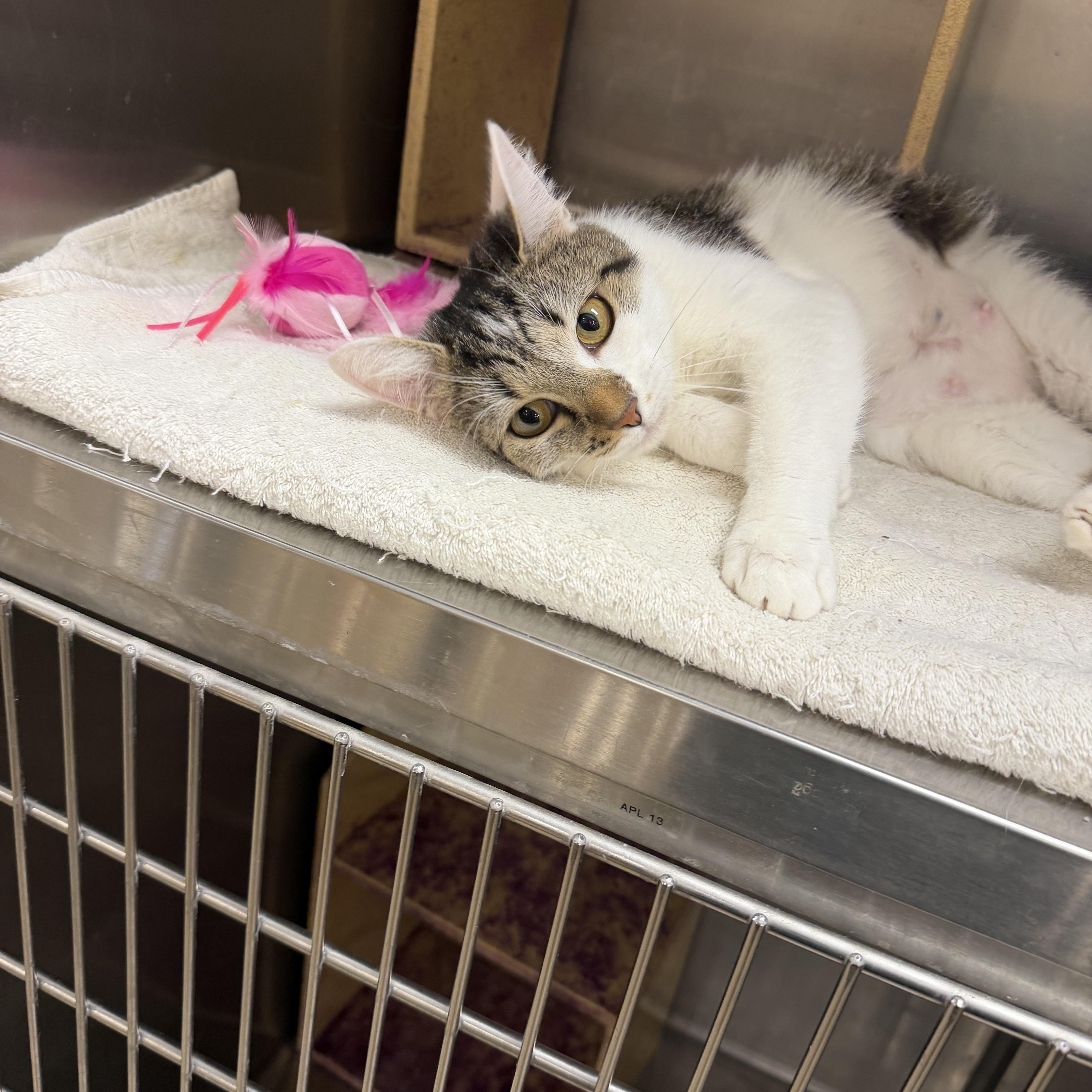 Parmesan, a ADOPTABLE Domestic Short Hair in Muncie, IN image 2/5