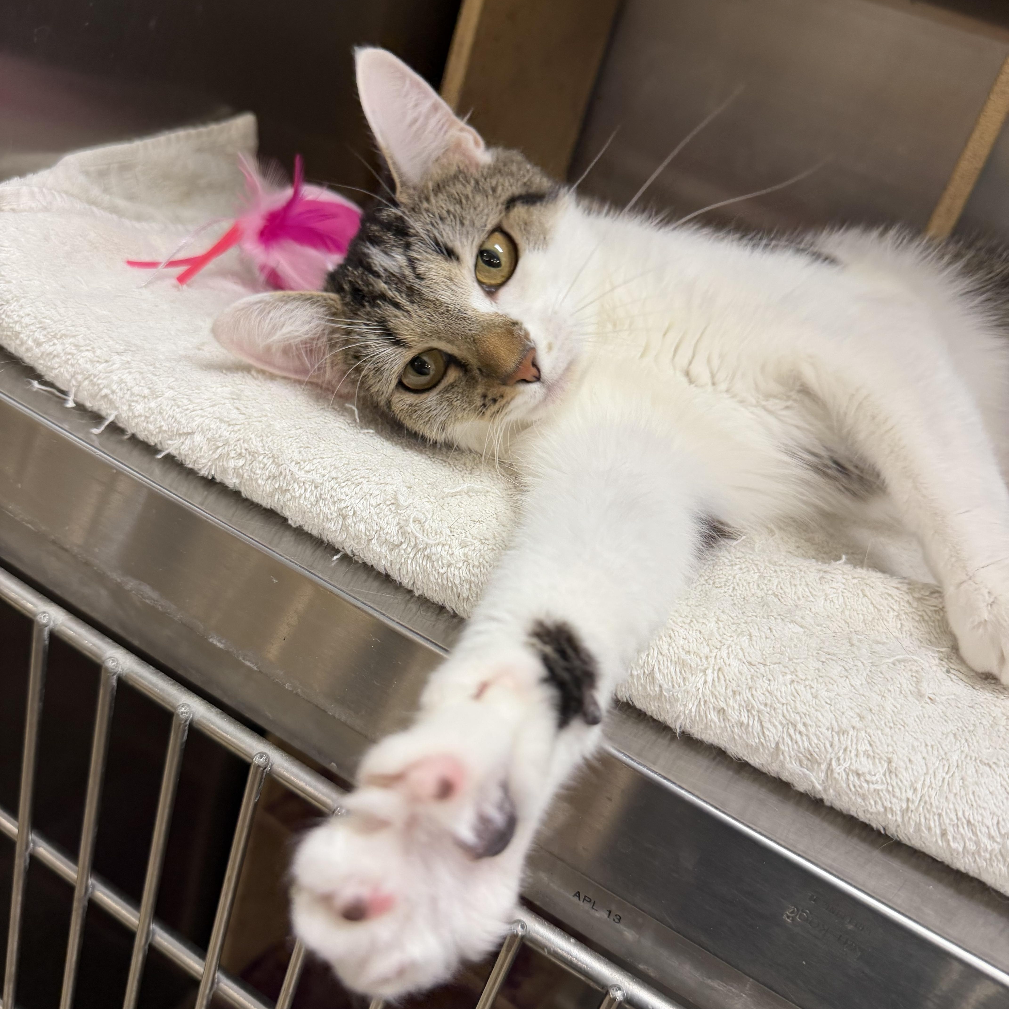 Parmesan, ADOPTABLE, Young Female Domestic Short Hair.