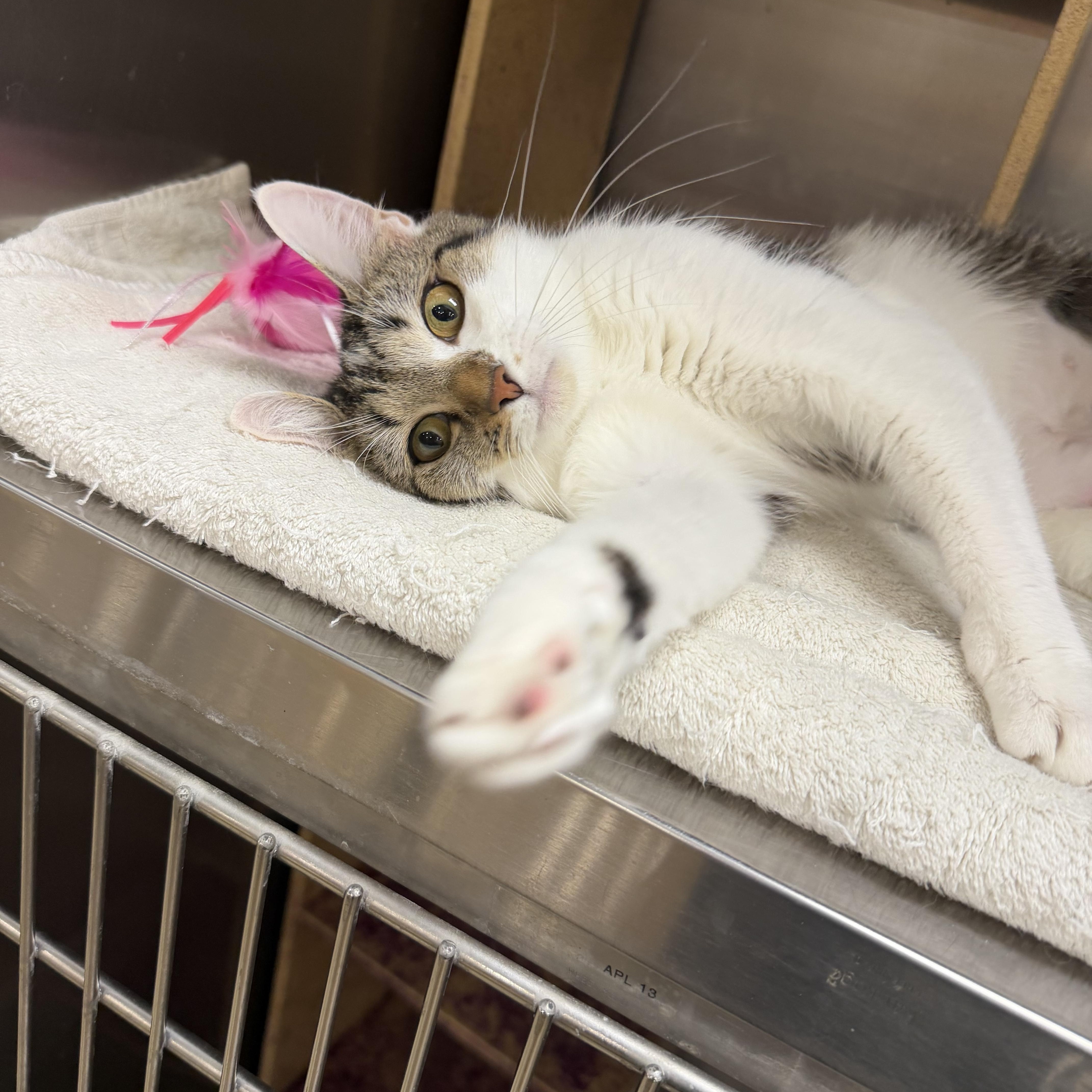 Parmesan, a ADOPTABLE Domestic Short Hair in Muncie, IN image 3/5