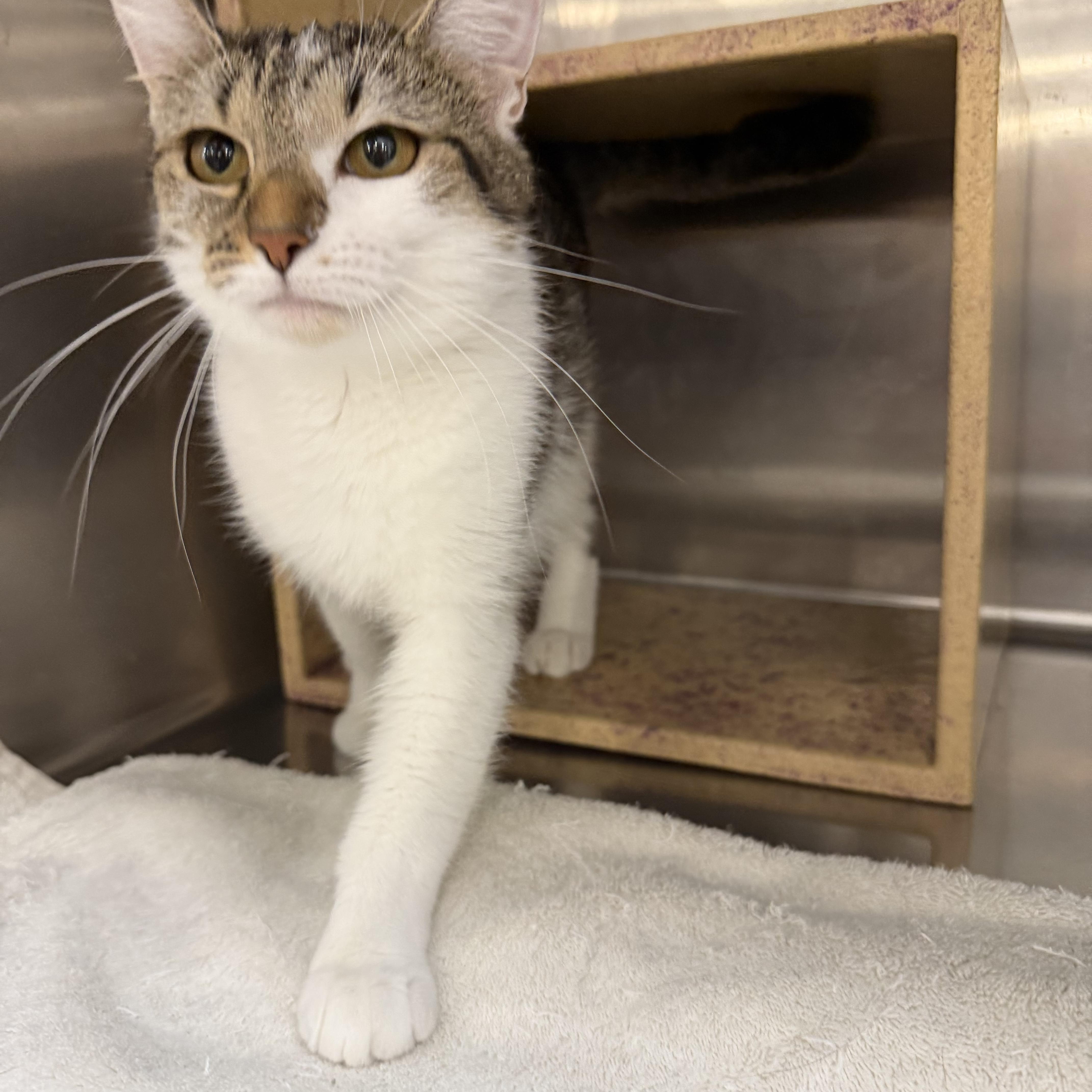 Parmesan, a ADOPTABLE Domestic Short Hair in Muncie, IN image 4/5