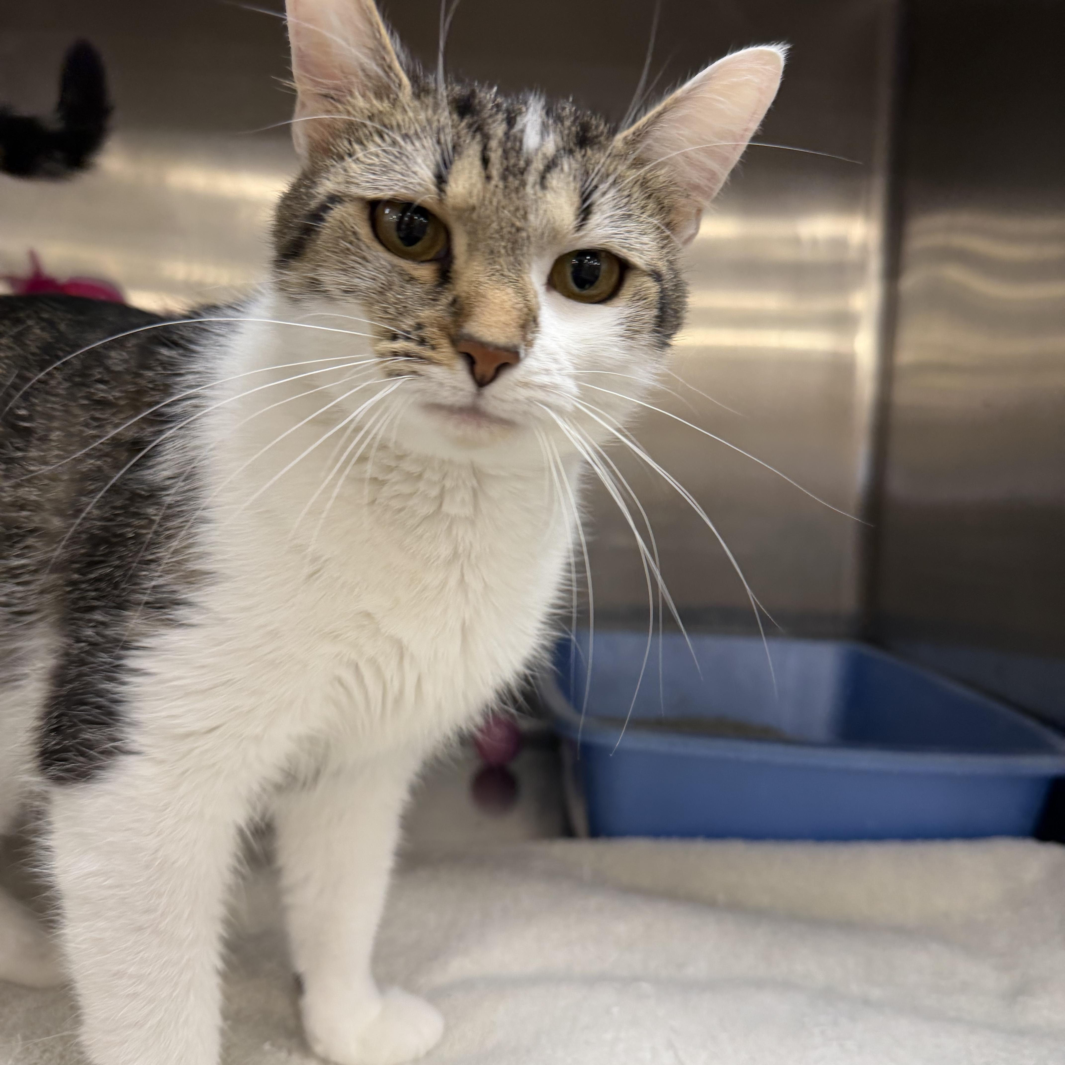 Parmesan, a ADOPTABLE Domestic Short Hair in Muncie, IN image 5/5
