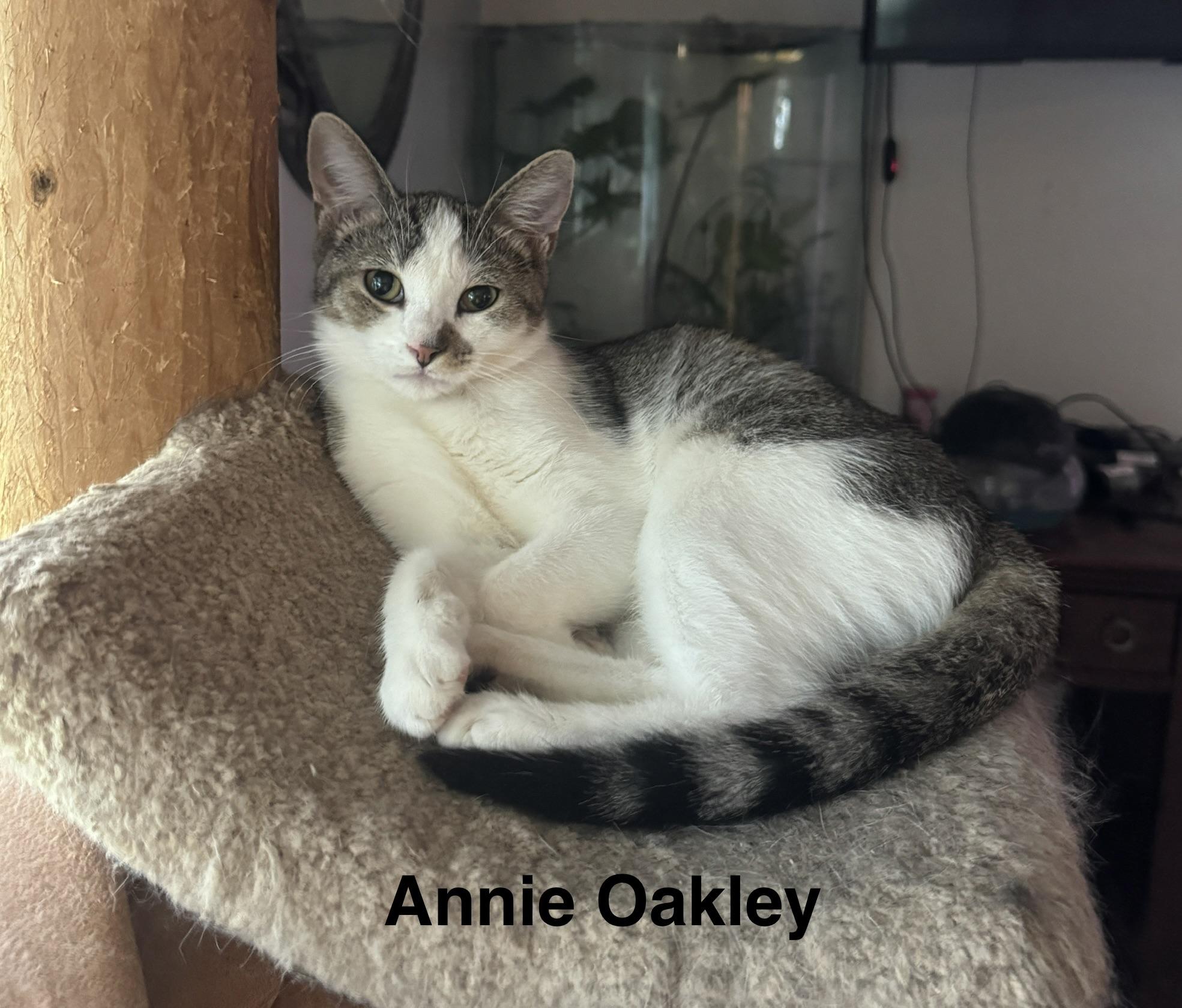 Enlarge Annie Oakley, a Adoptable American Shorthair in Massillon, OH image 2/2