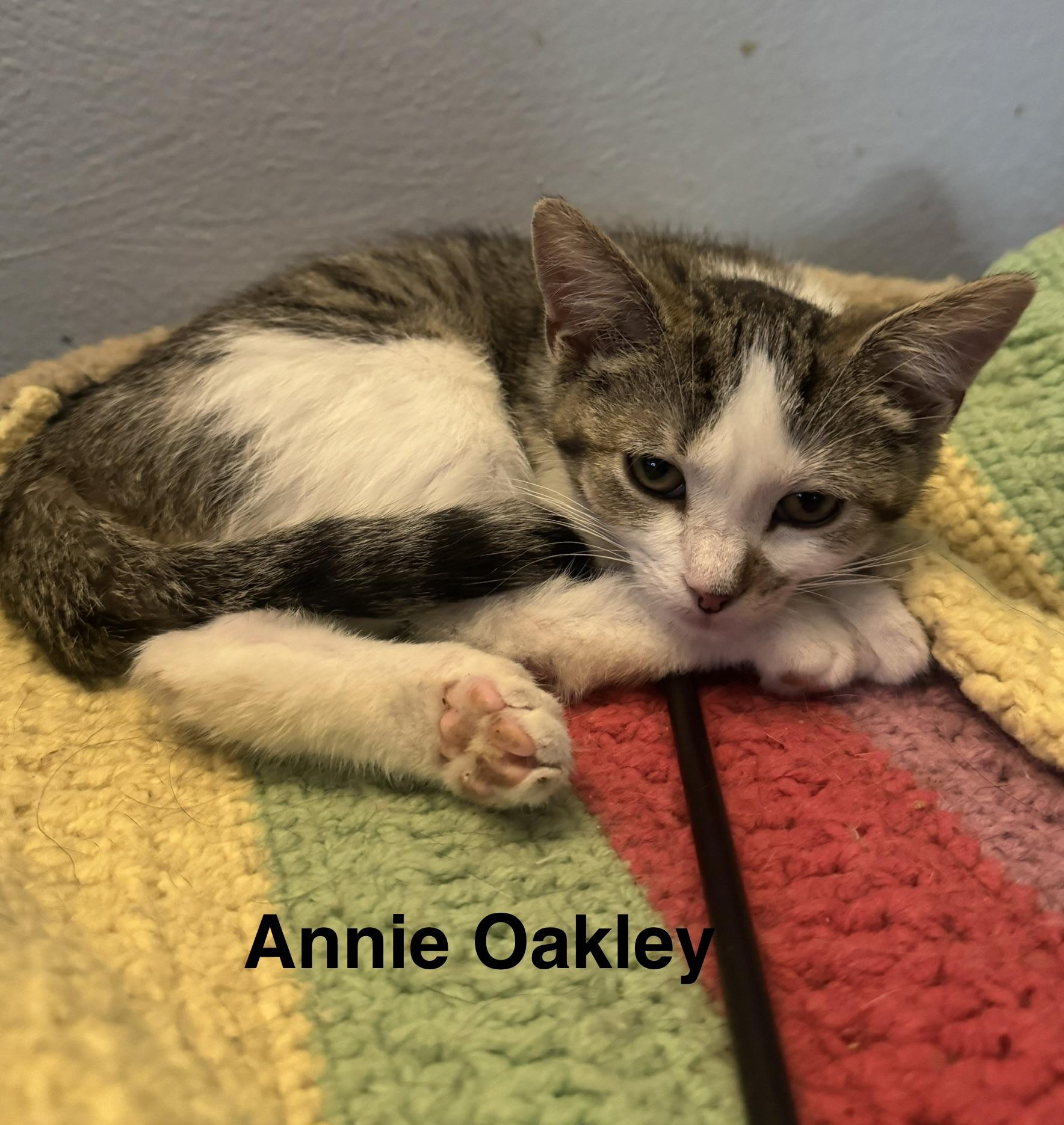 Annie Oakley, Adoptable, Kitten Female American Shorthair.