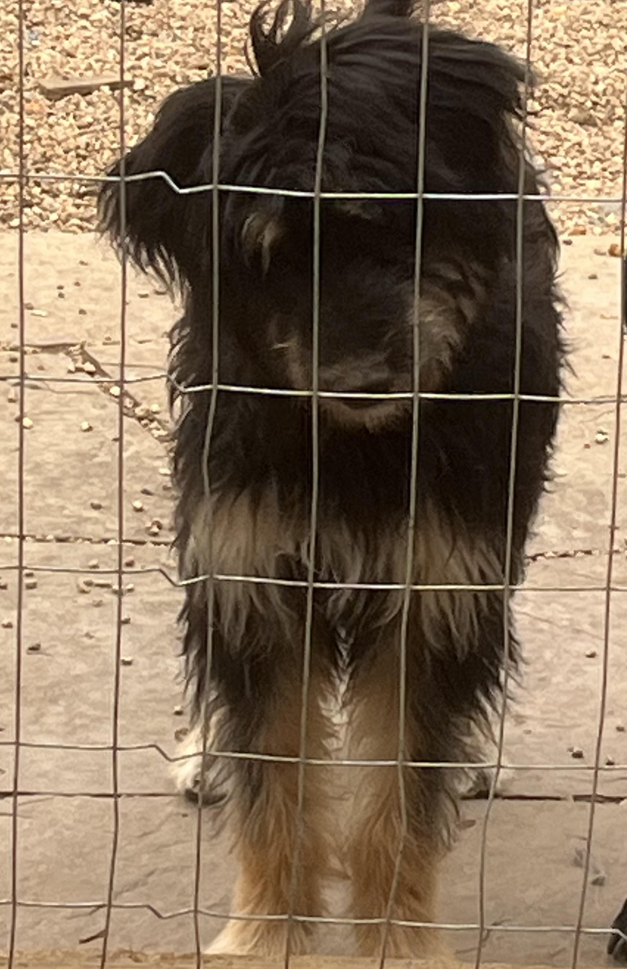Rasta, Adopted, Young Female Bernadoodle.