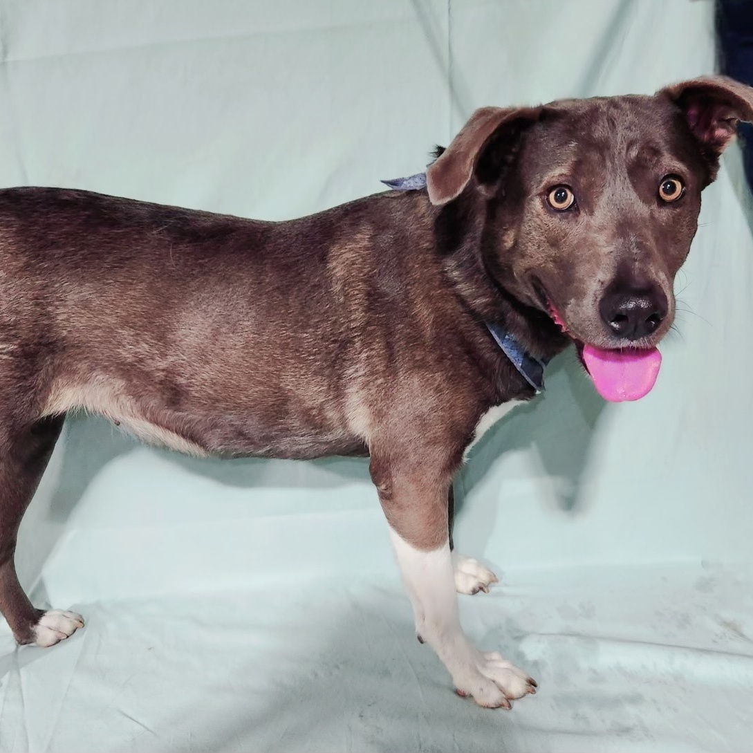 Enlarge Blue Berries, a Adoptable mixed breed in Belleville, NJ image 2/3