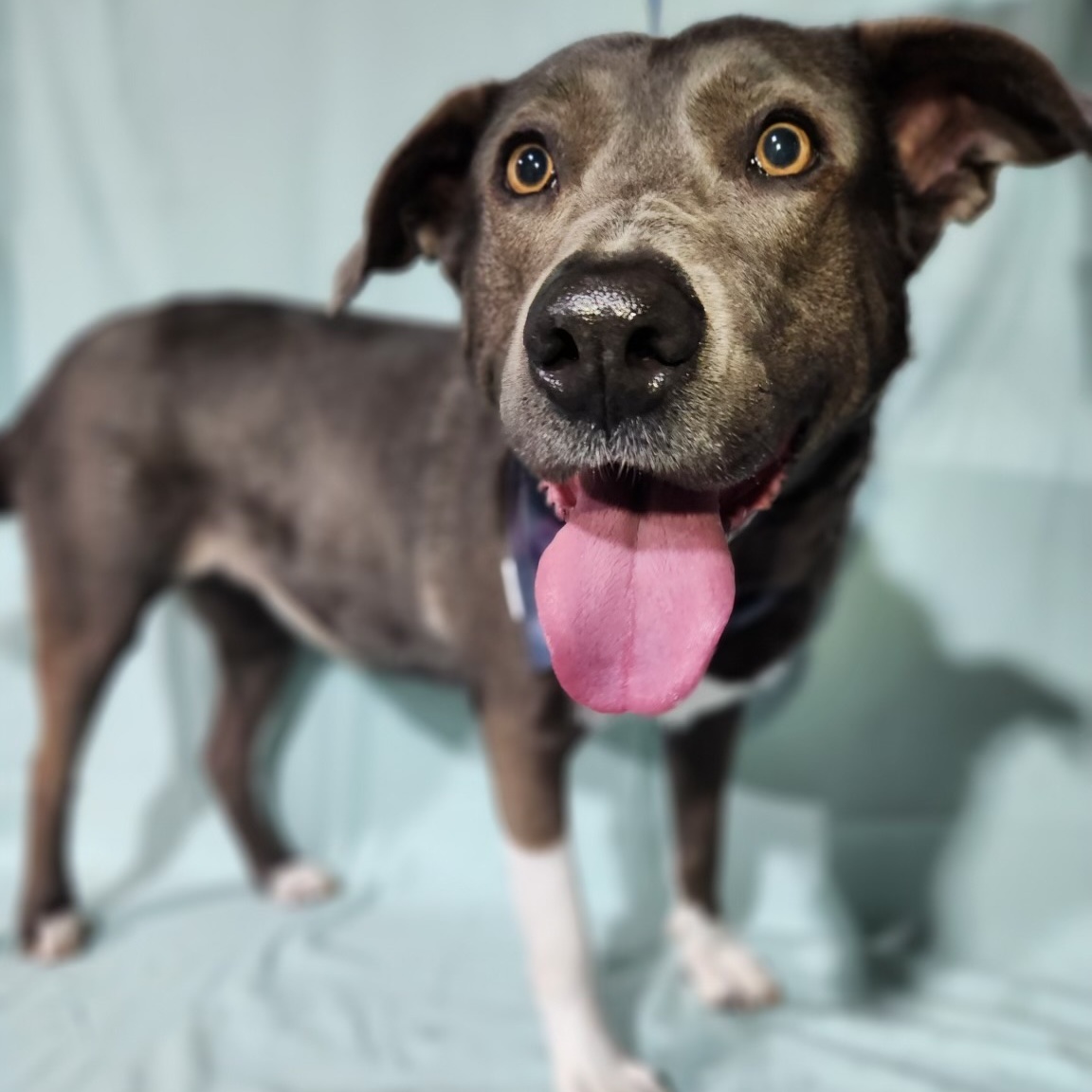 Enlarge Blue Berries, a Adoptable mixed breed in Belleville, NJ image 3/3