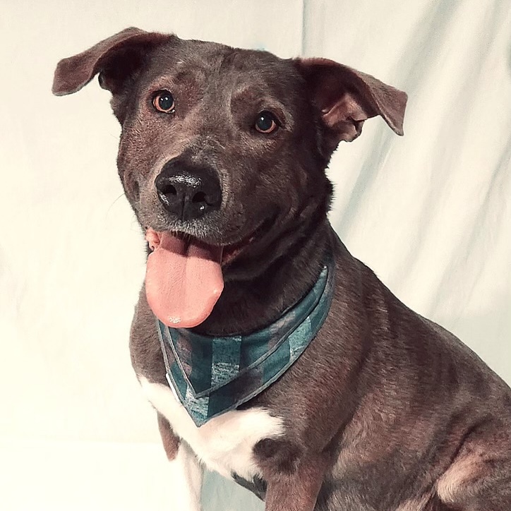 Enlarge Blue Berries, a Adoptable mixed breed in Belleville, NJ image 1/3