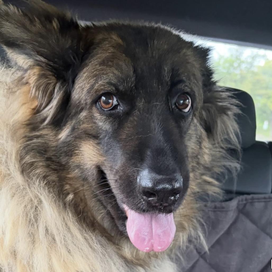 Mia (26-194), Adoptable, Adult Female German Shepherd Dog.