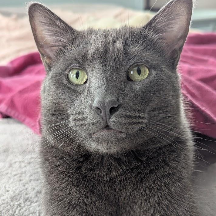 JOEY, a Adoptable American Shorthair in Parry Sound, ON image 3/5