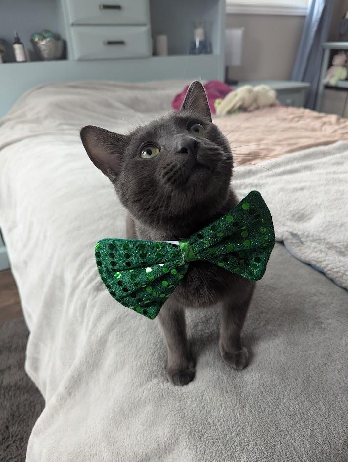 JOEY, Adoptable, Young Male American Shorthair.