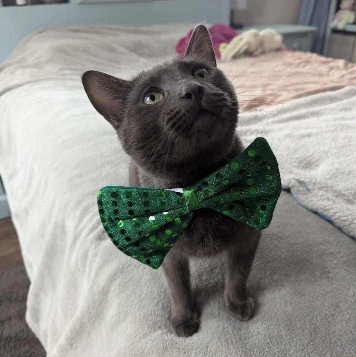 JOEY, a Adoptable American Shorthair in Parry Sound, ON image 1/5