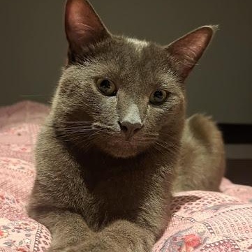 JOEY, Young Male American Shorthair