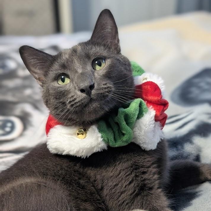 JOEY, a Adoptable American Shorthair in Parry Sound, ON image 4/5