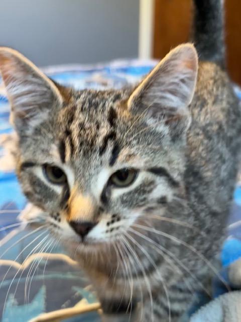 Bunsen, Adoptable, Kitten Male Domestic Short Hair.