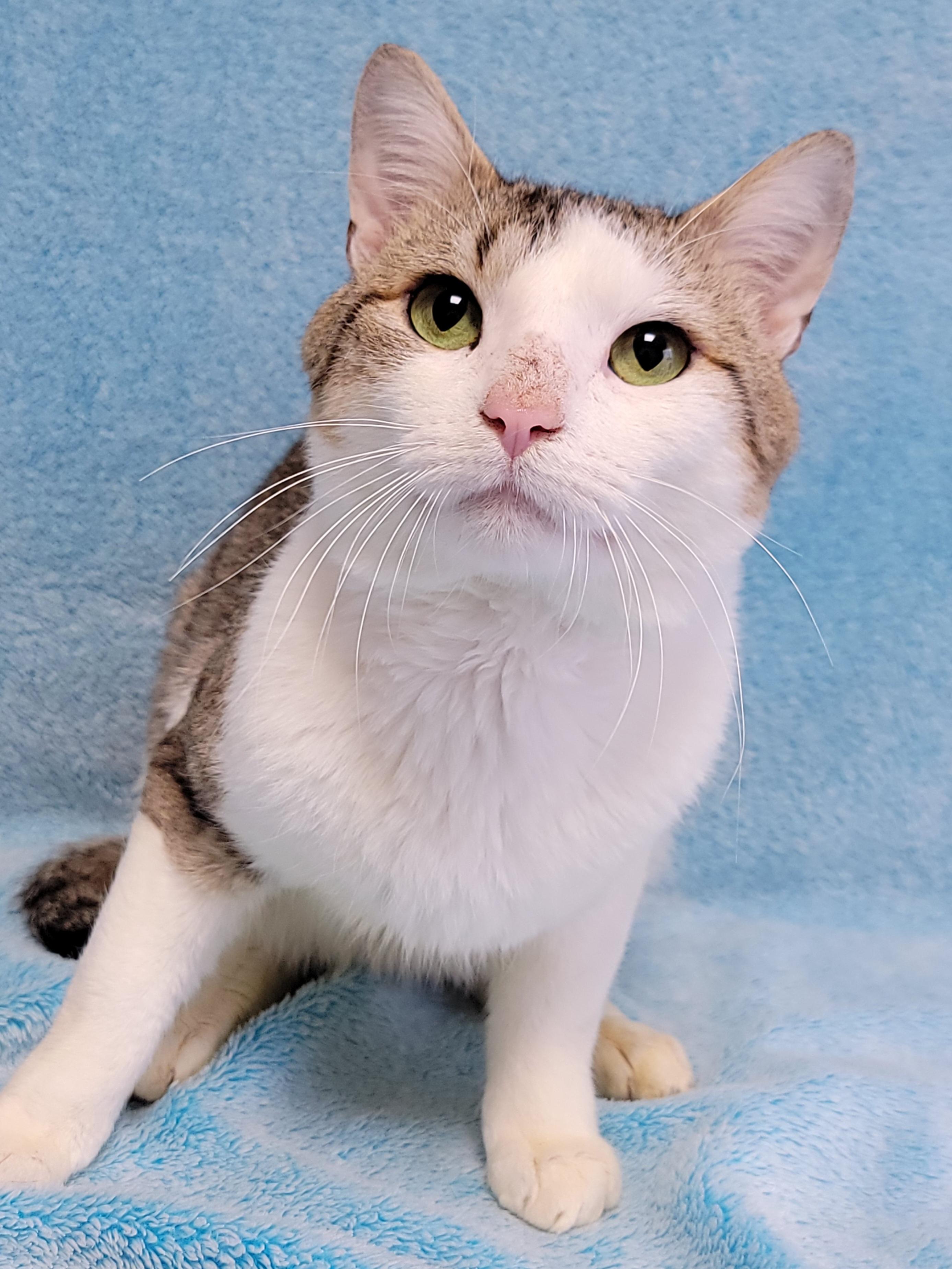 Bjorn, ADOPTABLE, Adult Male Domestic Short Hair.