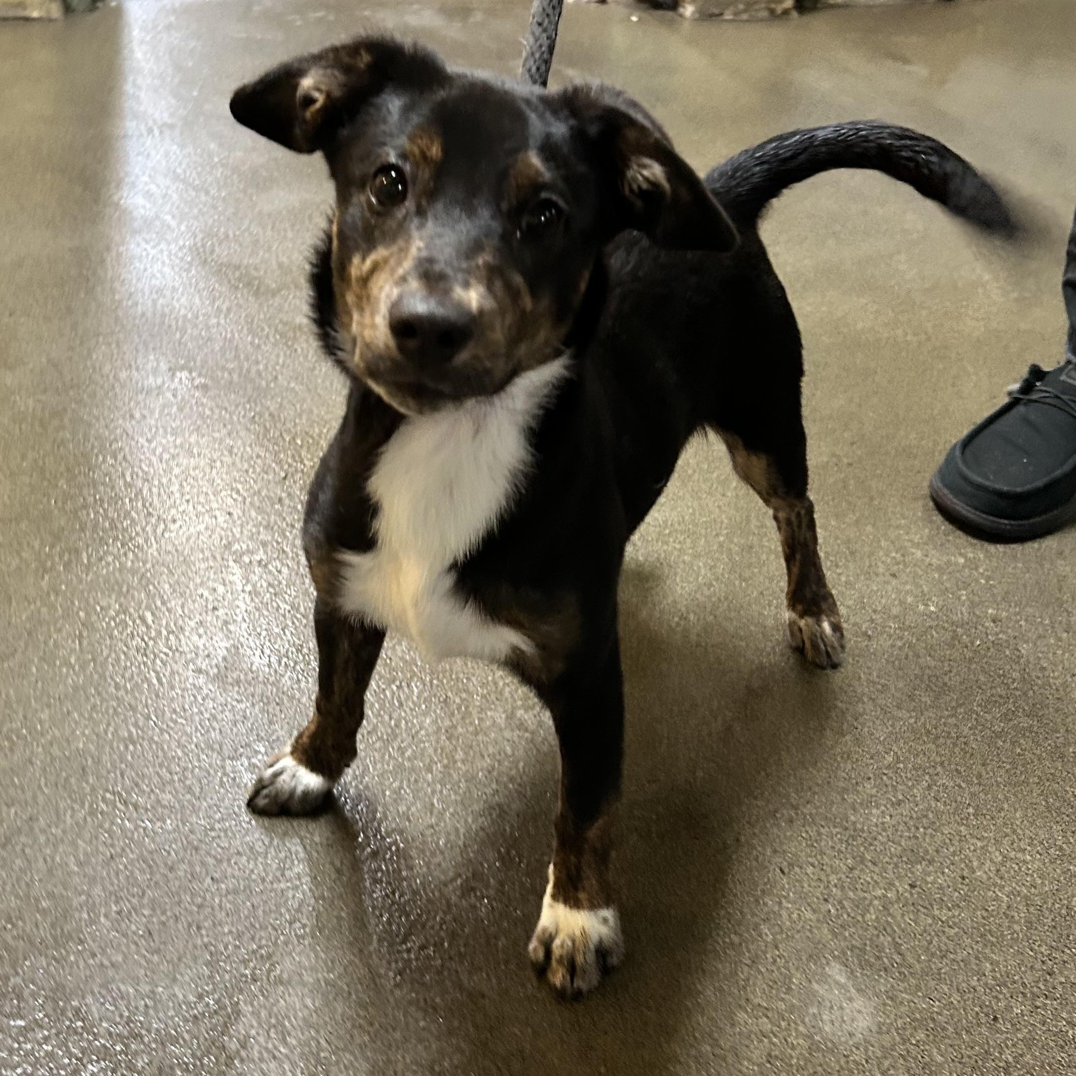Grady 6764, adoptable, Young Male Terrier.