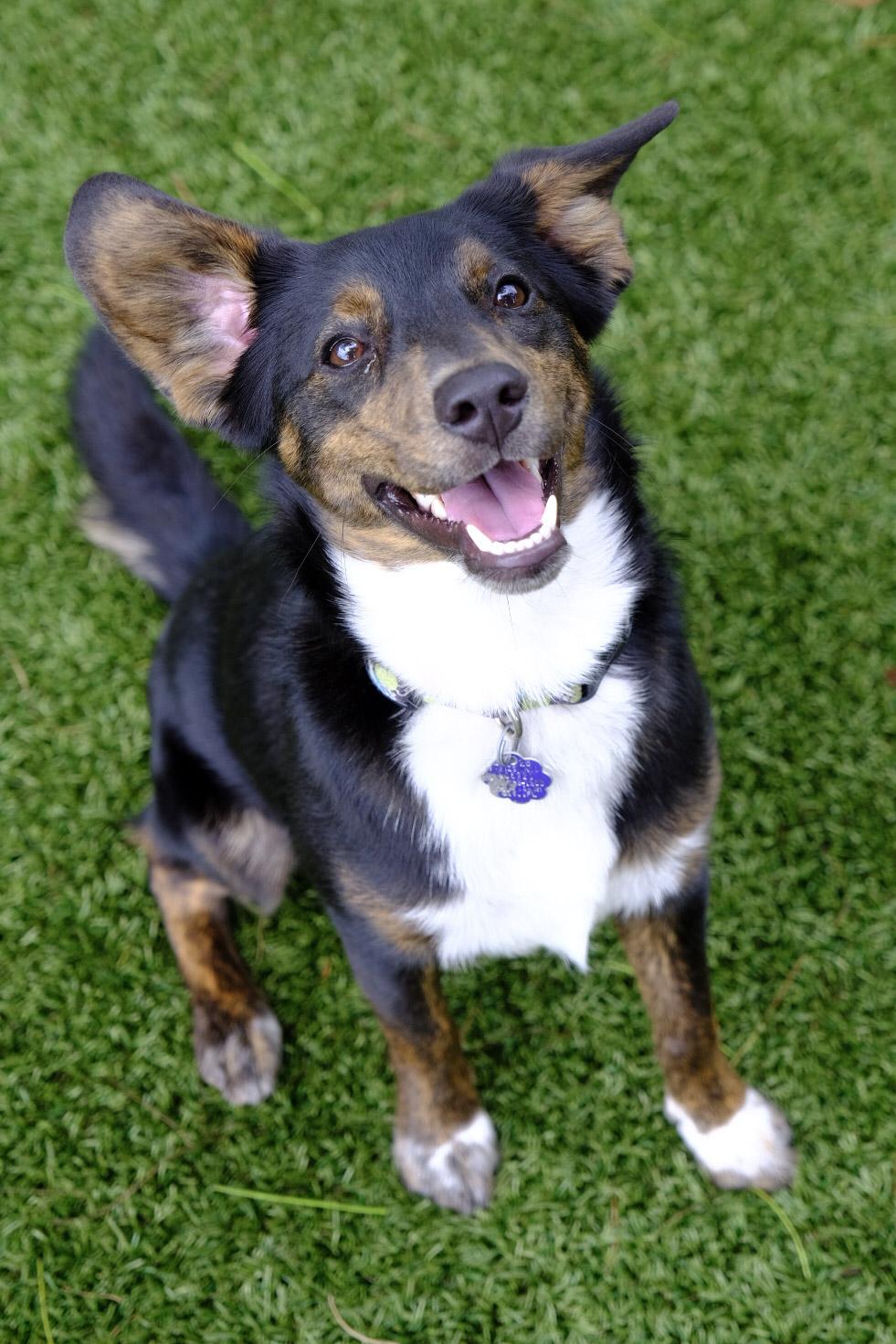 Enlarge Grady 6764, an adoptable mixed breed in Boca Raton, FL image 3/3