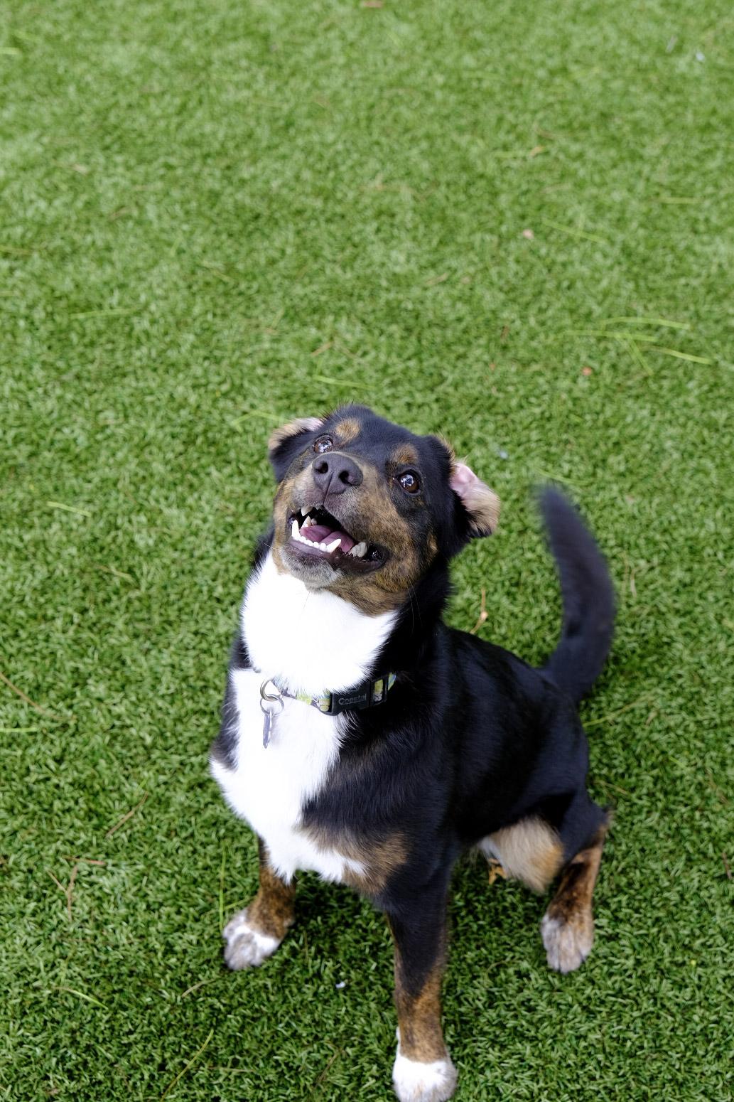 Enlarge Grady 6764, an adoptable mixed breed in Boca Raton, FL image 2/3