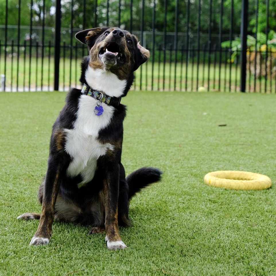 Grady 6764, an adoptable mixed breed in Boca Raton, FL image 2/2