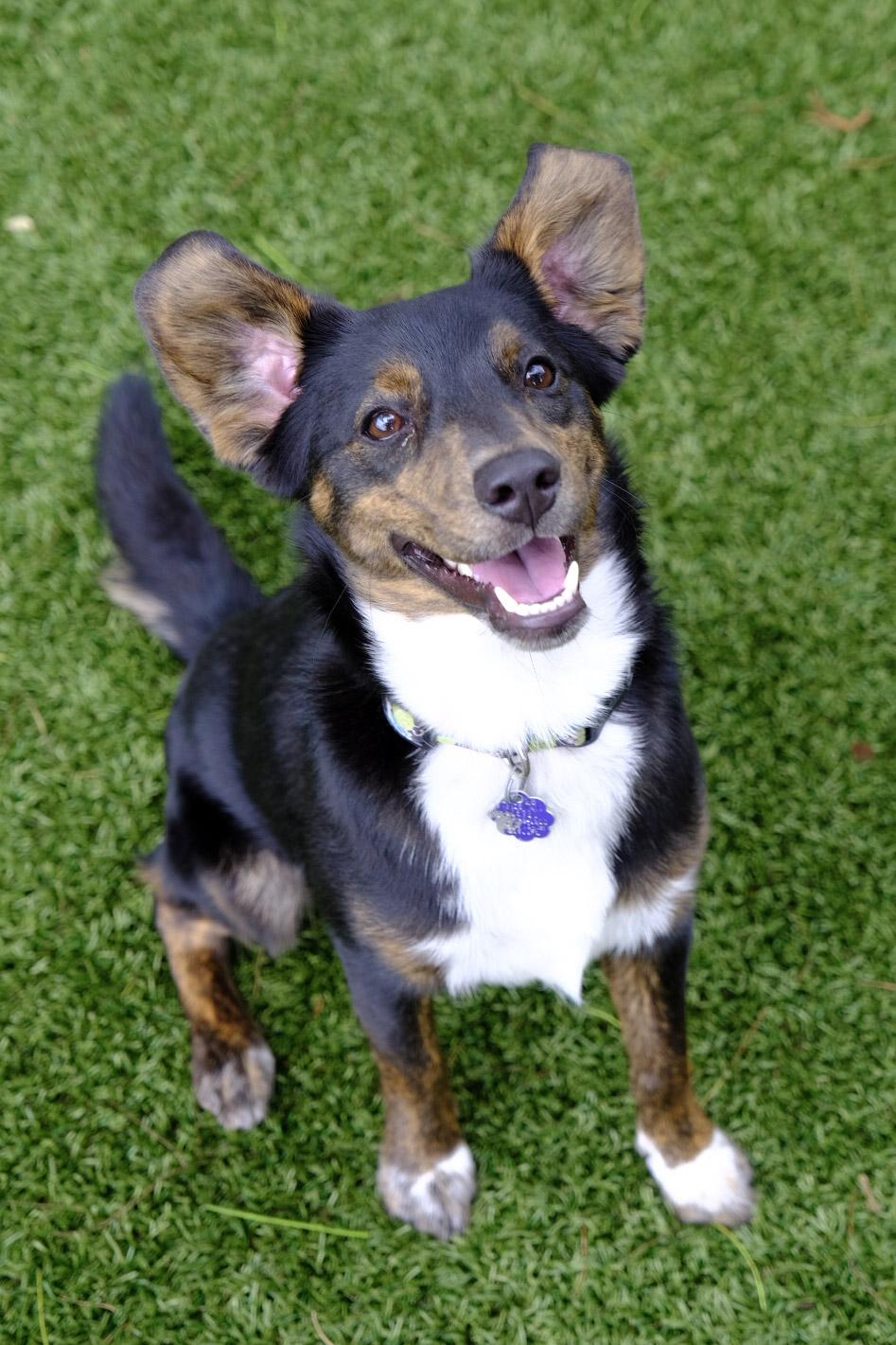 Grady 6764, adoptable, Young Male Terrier.